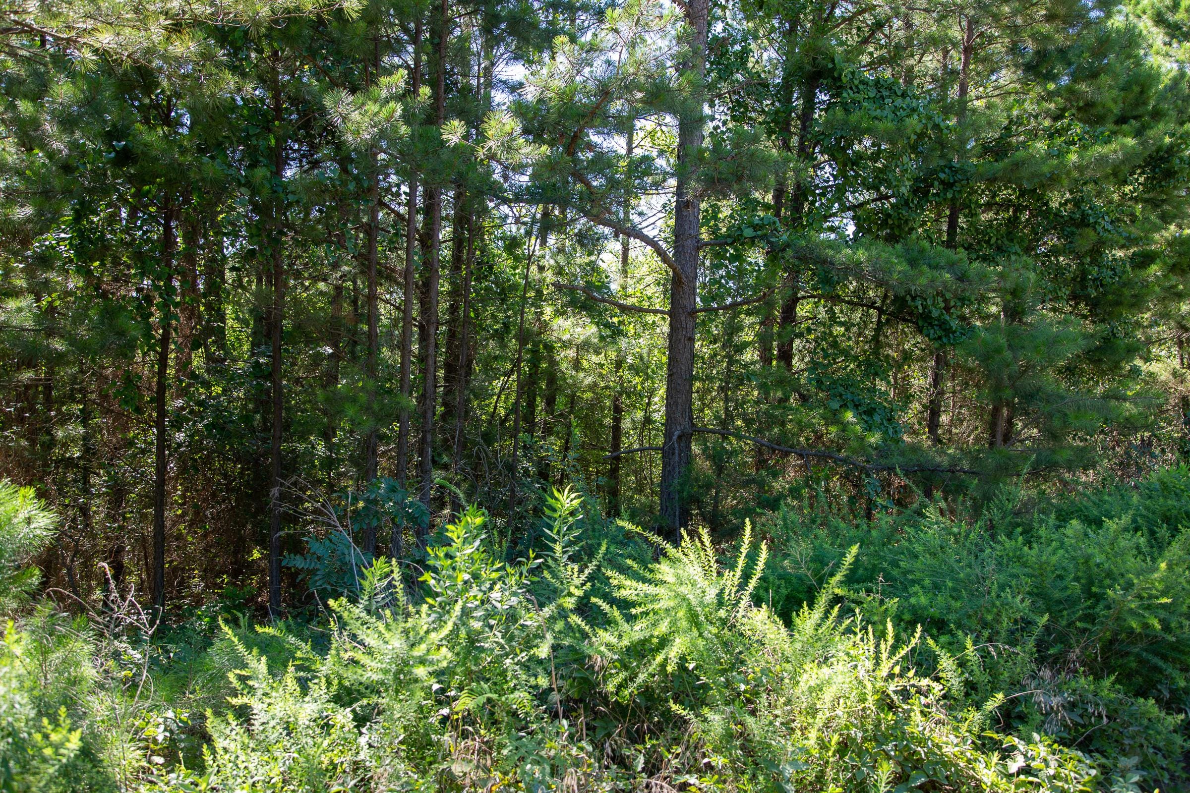 Tyler Stone Ranch Tract 6 photo 4