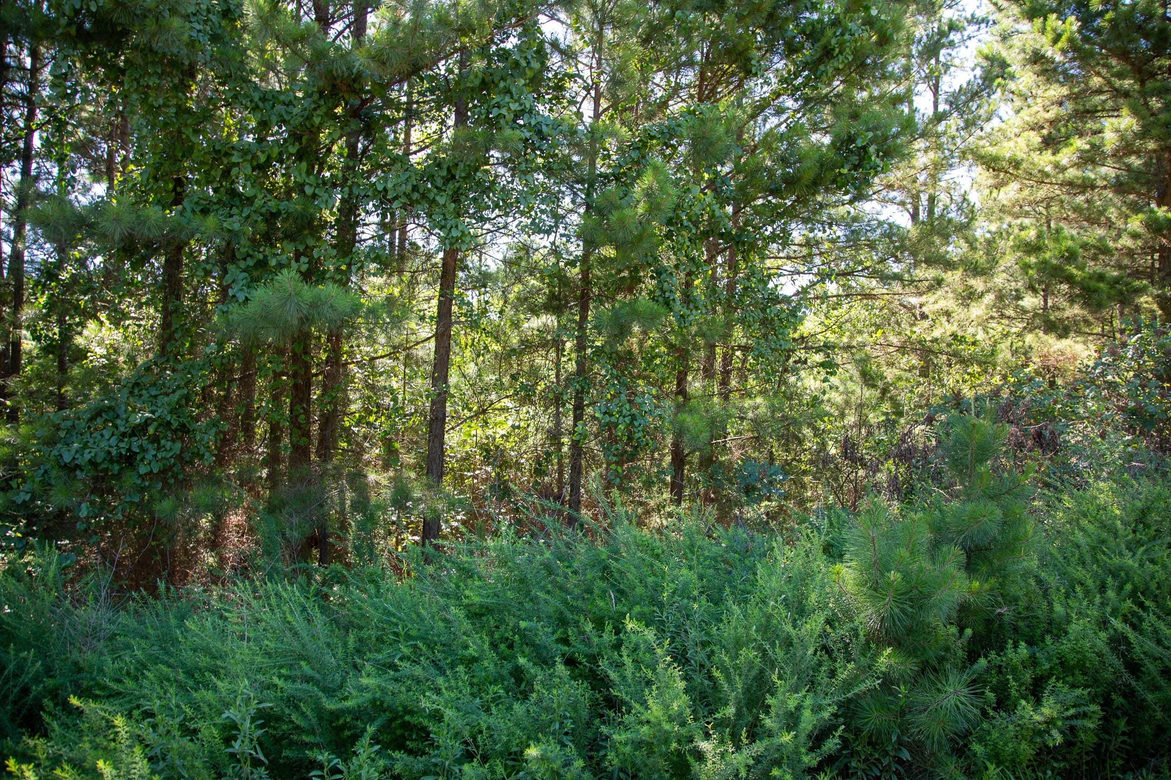 Tyler Stone Ranch Tract 6 photo 5