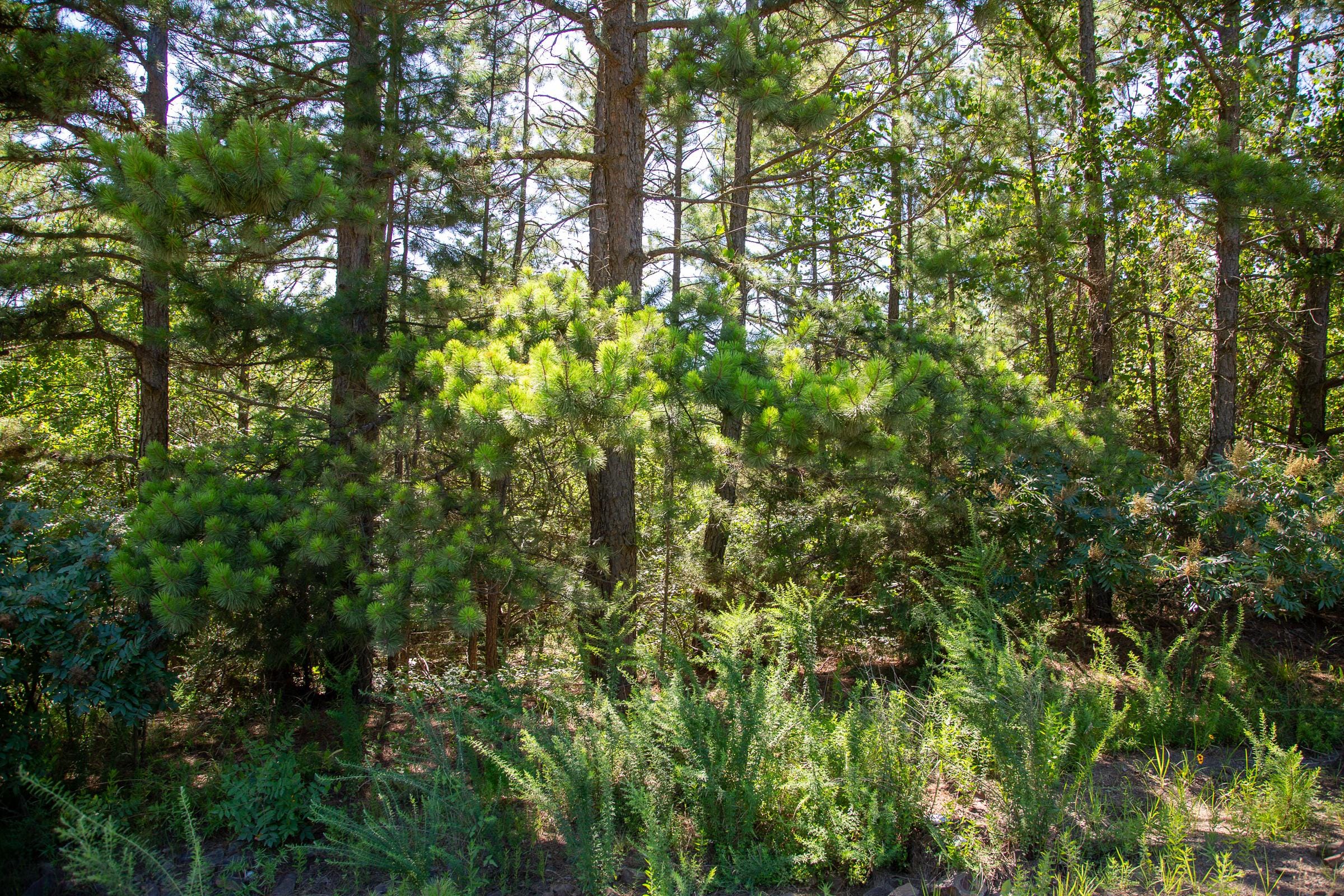Tyler Stone Ranch Tract 6 photo 7