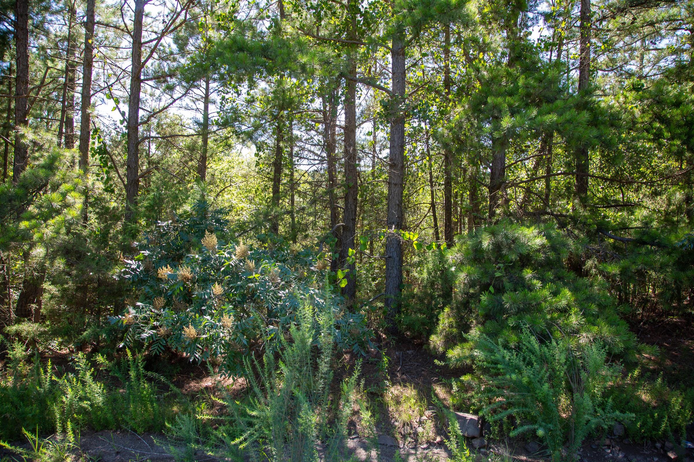 Tyler Stone Ranch Tract 6 photo 8
