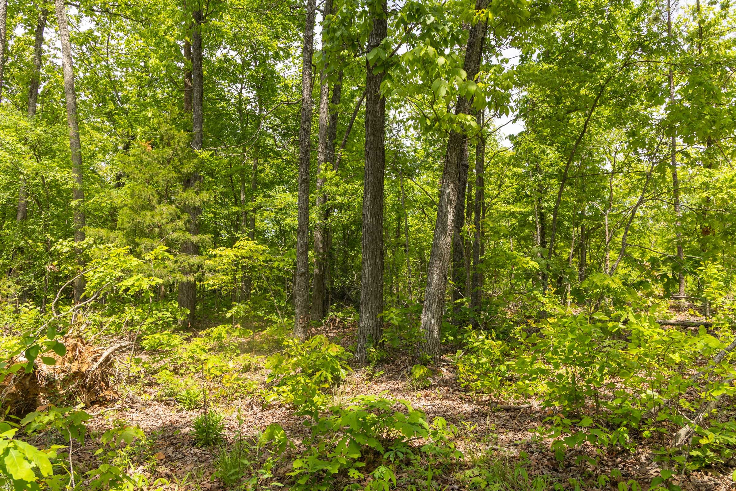 Stardust Estates Tract 13 photo 3