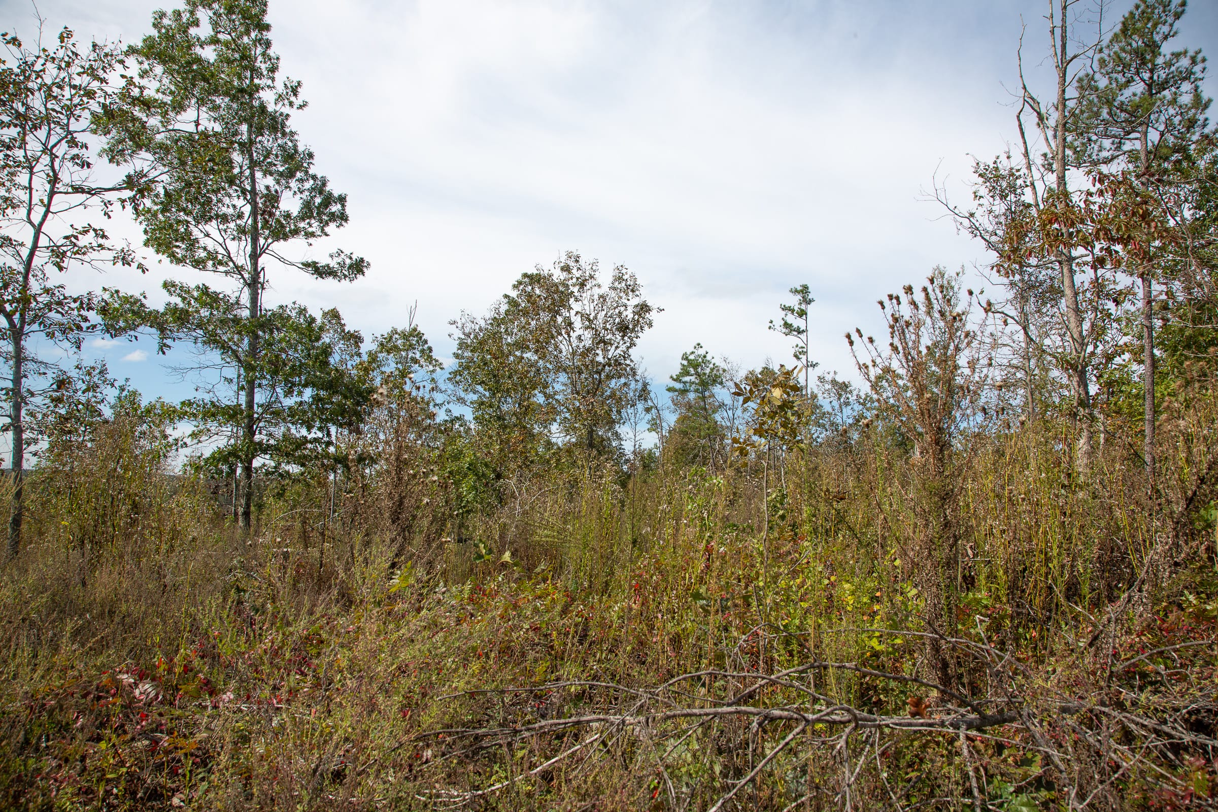 Borgmann’s Hollow Phase IV Tract 119 photo 2