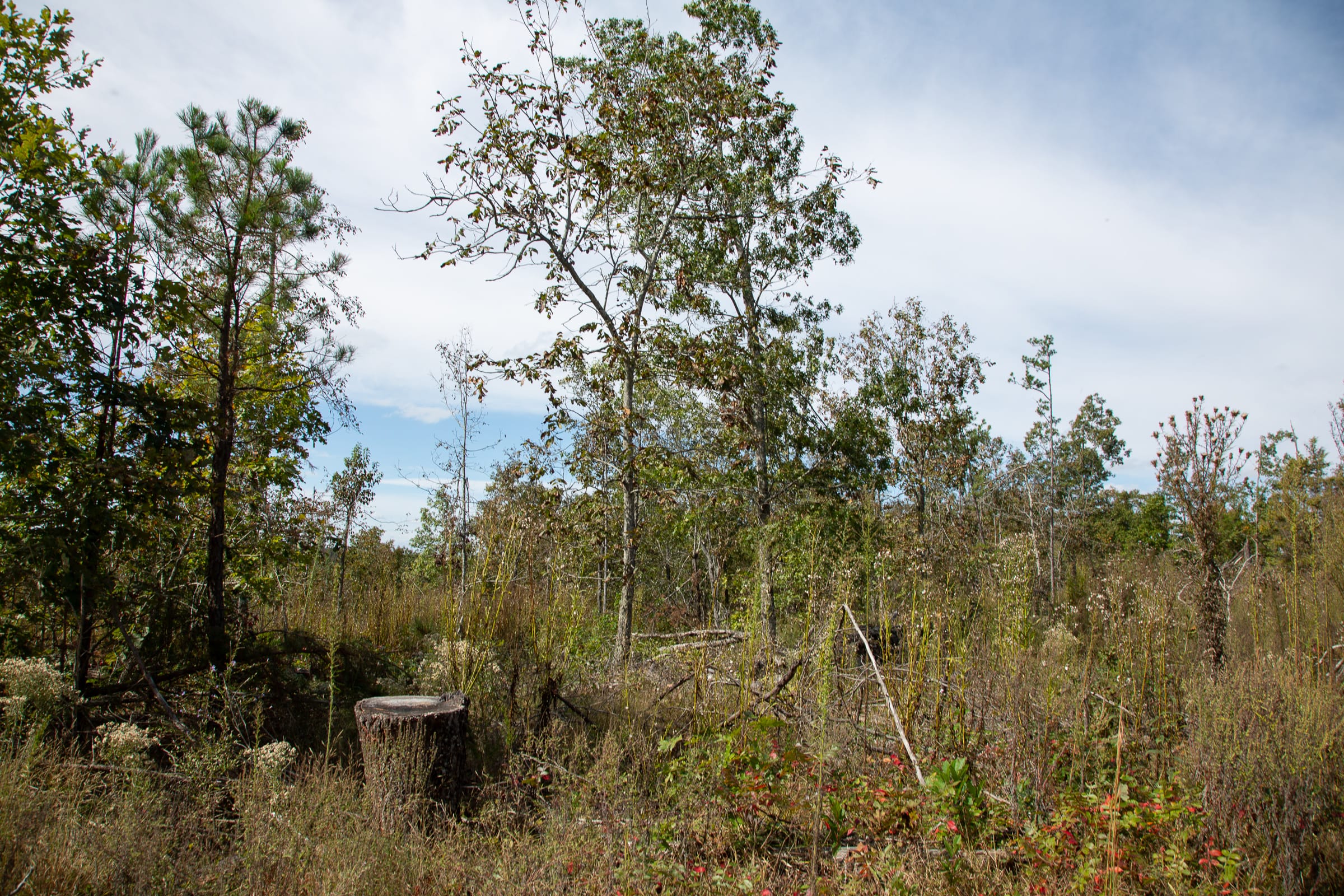 Borgmann’s Hollow Phase IV Tract 119 photo 3