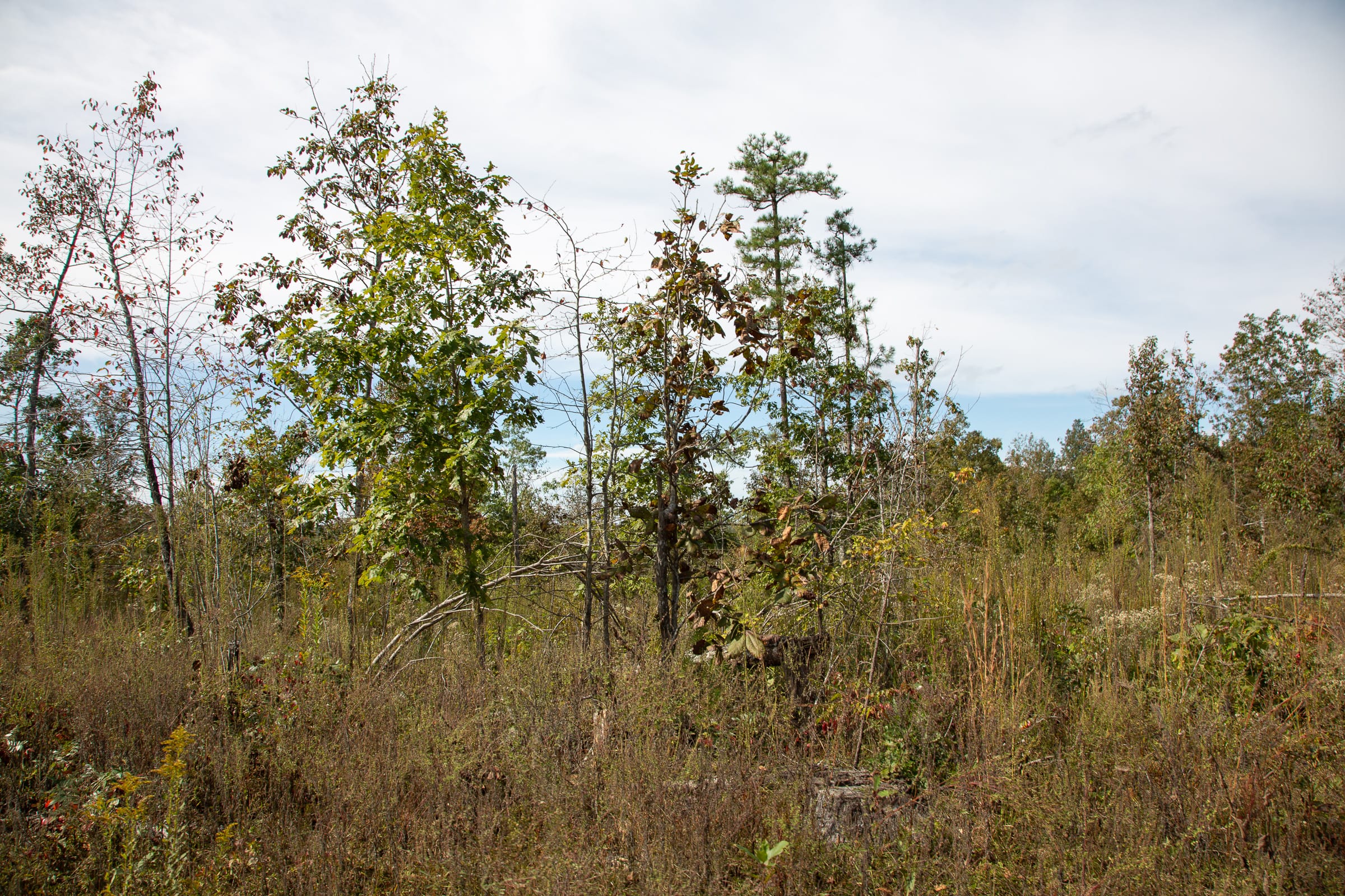 Borgmann’s Hollow Phase IV Tract 119 photo 5
