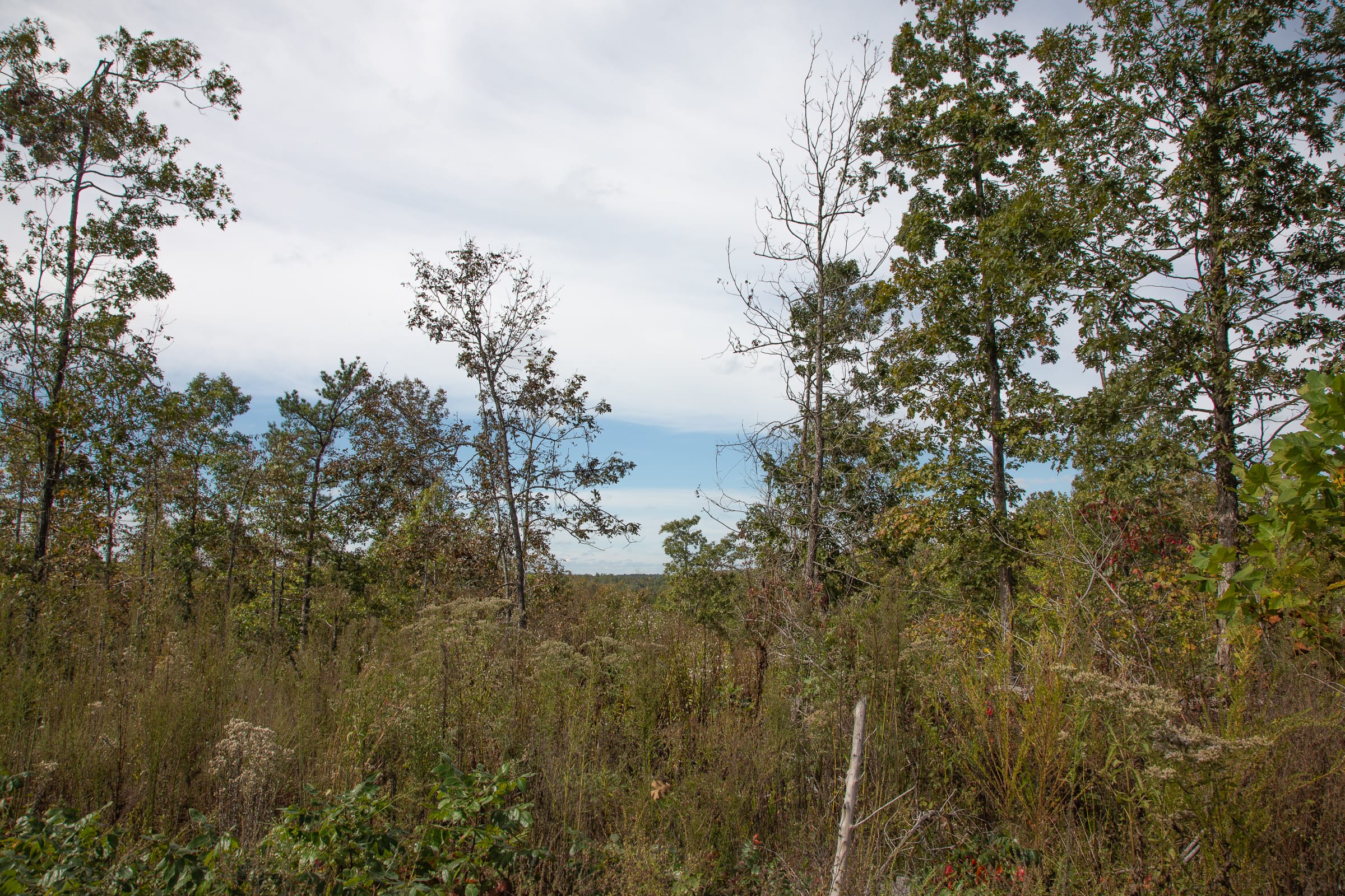 Borgmann’s Hollow Phase IV Tract 119 photo 6