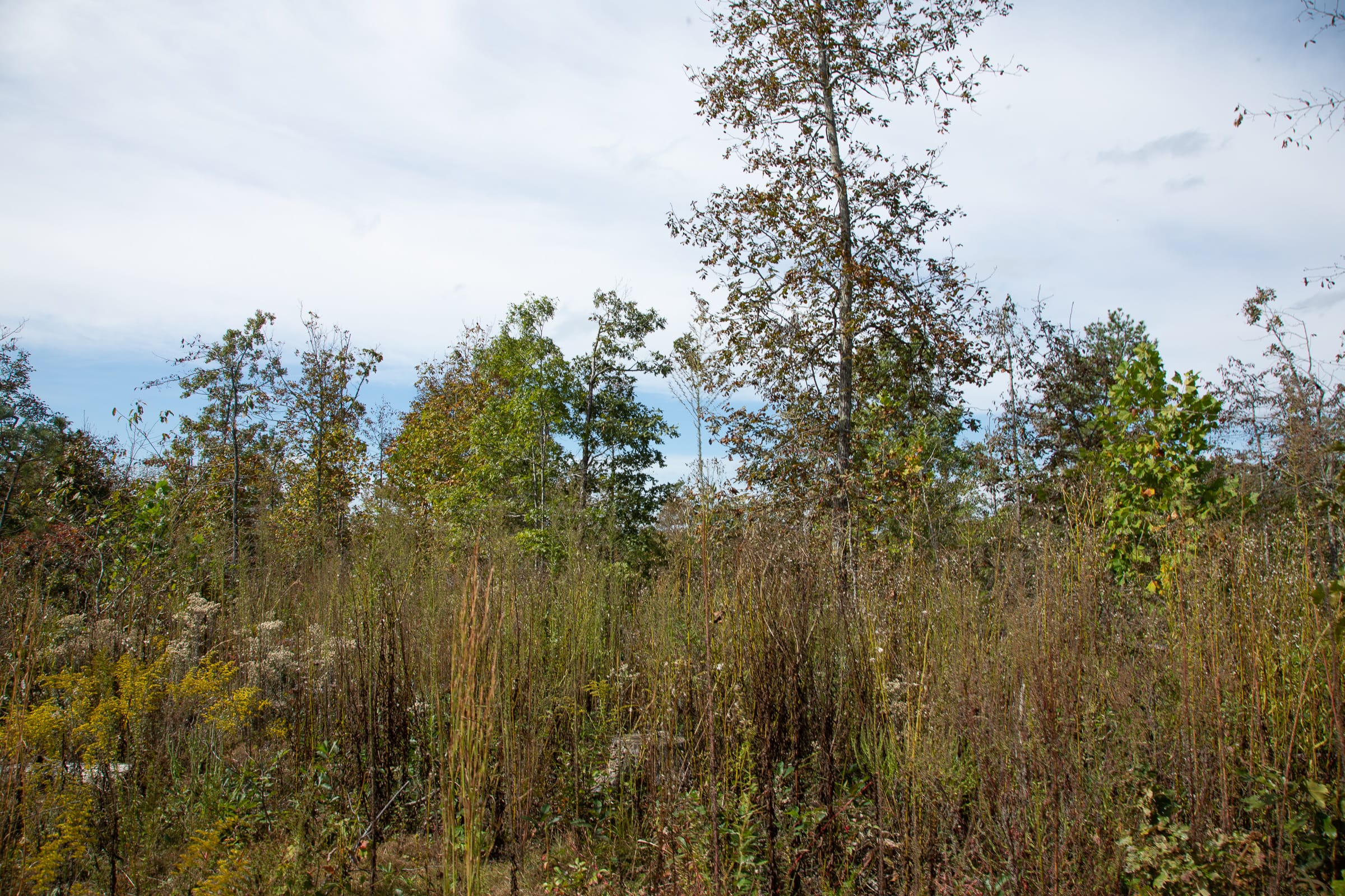 Borgmann’s Hollow Phase IV Tract 119 photo 7