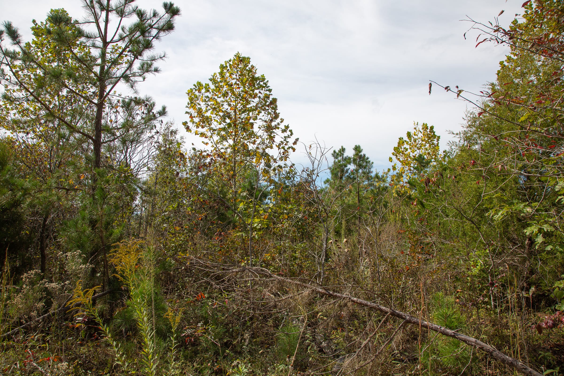 Borgmann’s Hollow Phase IV Tract 119 photo 9