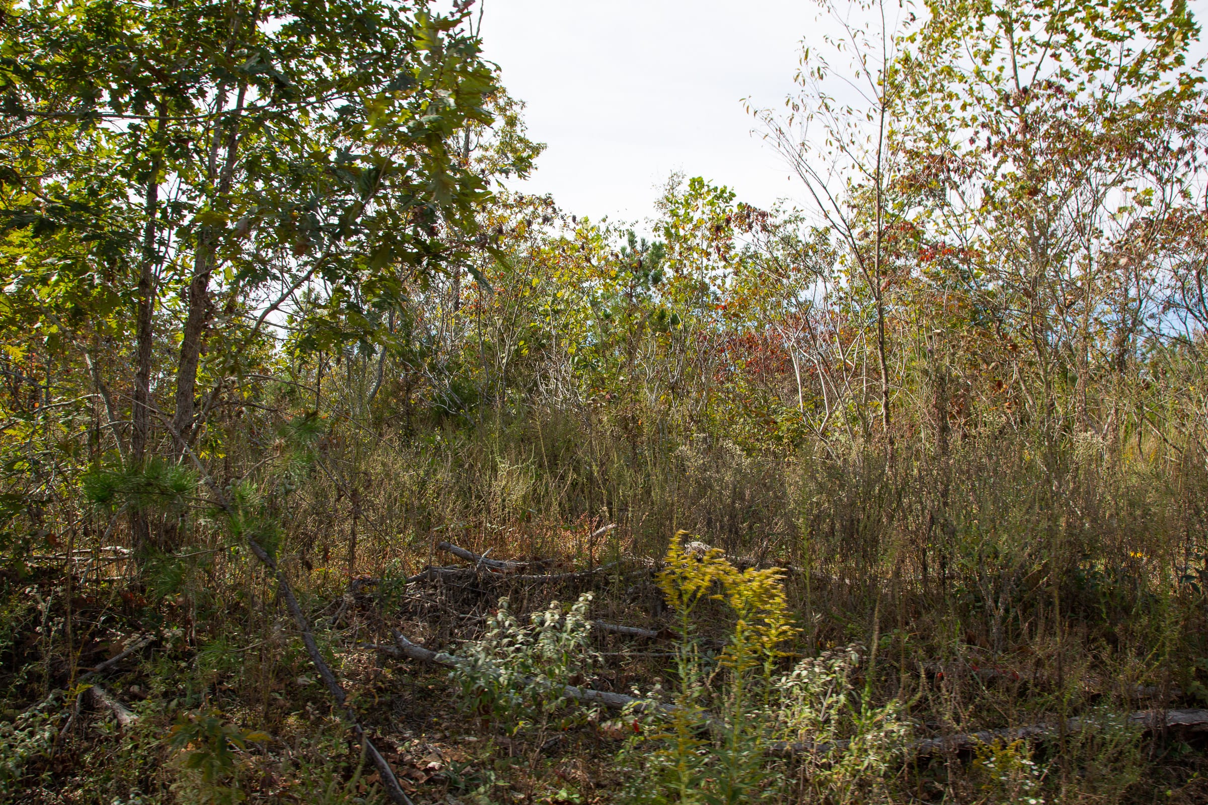 Borgmann’s Hollow Phase IV Tract 119 photo 10