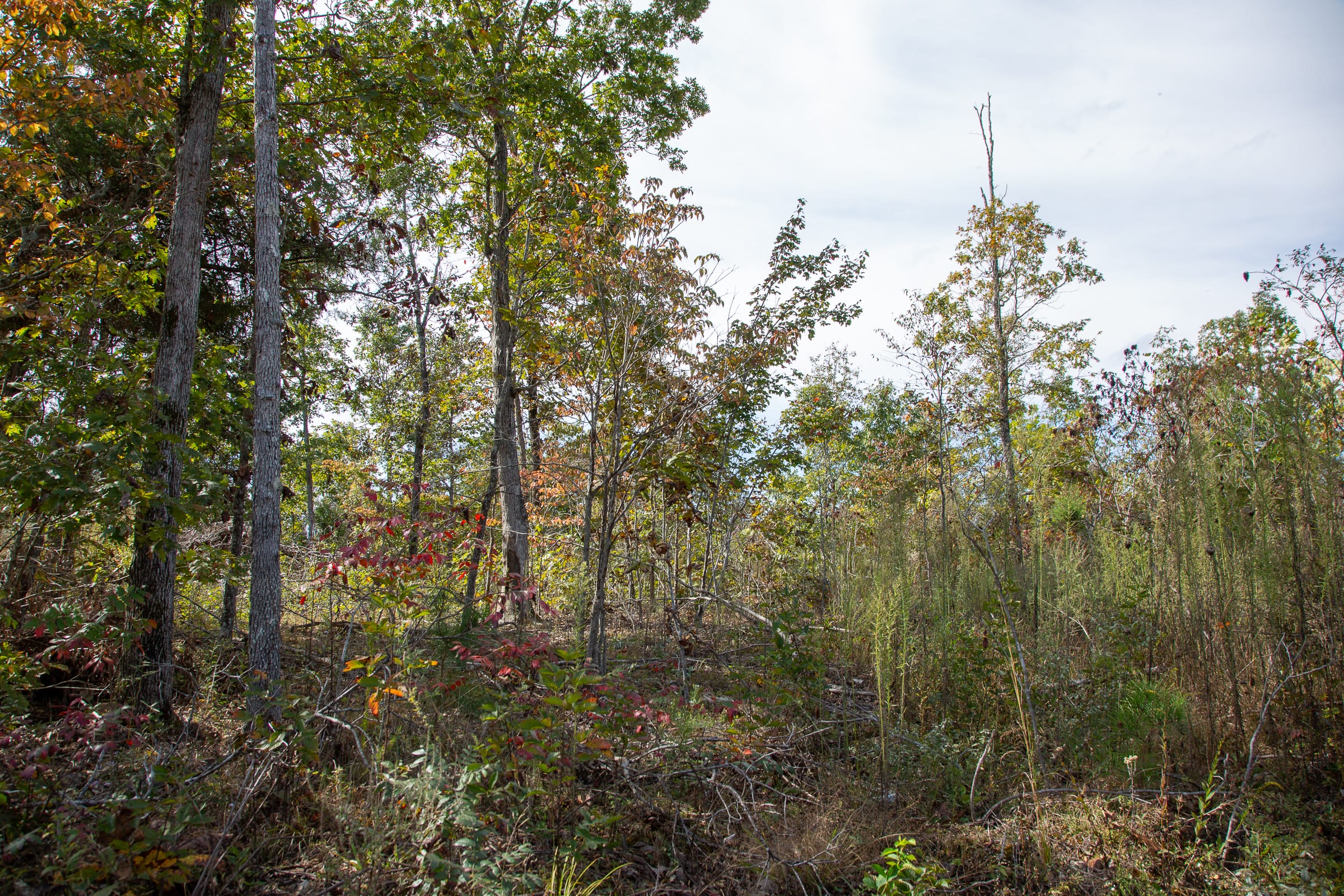 Borgmann’s Hollow Phase IV Tract 119 photo 11