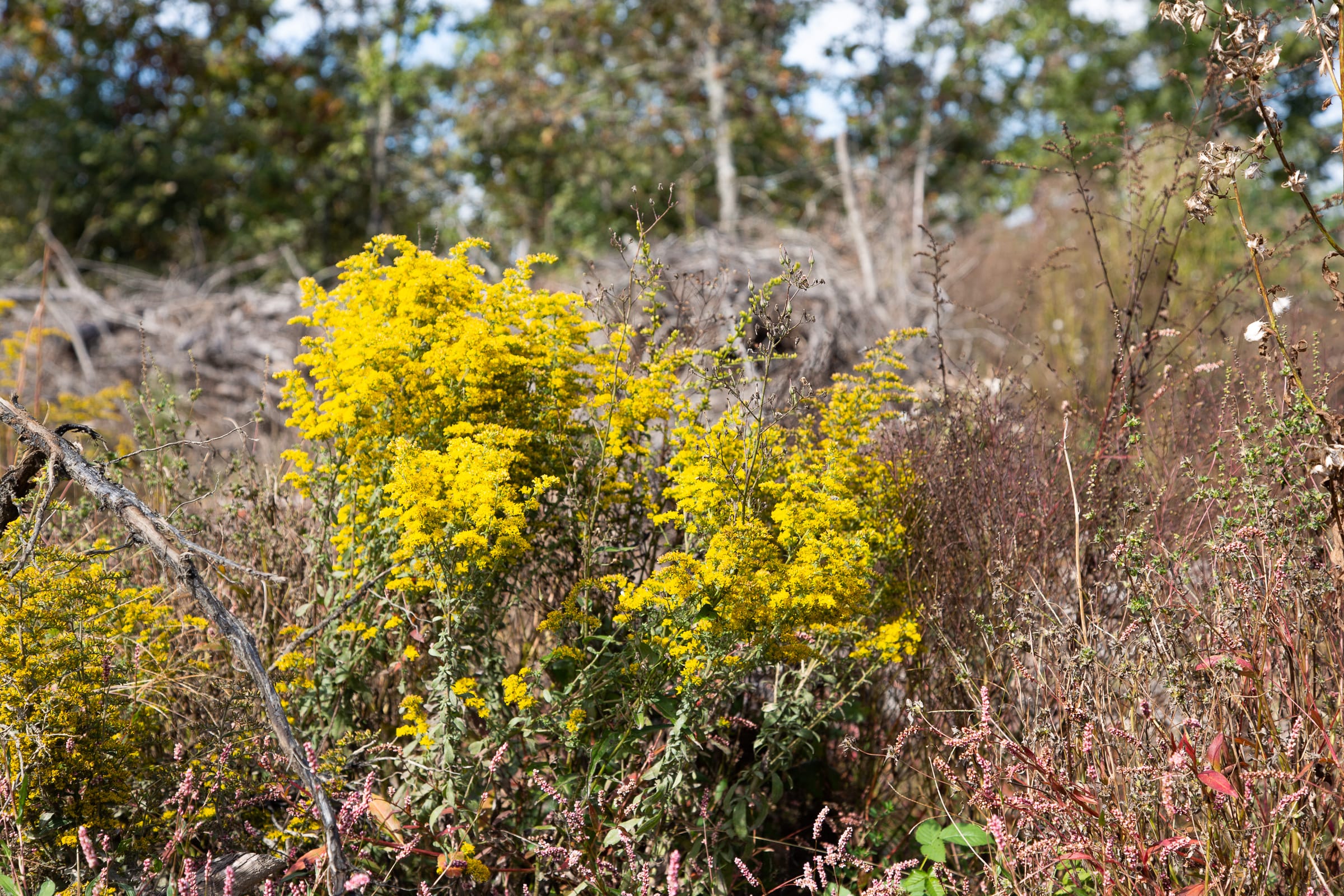 Borgmann’s Hollow Phase IV Tract 119 photo 12