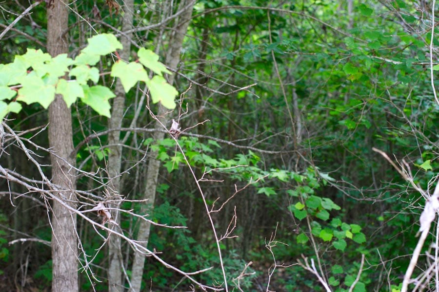 Bluebird Ranch Tract 8 photo 6