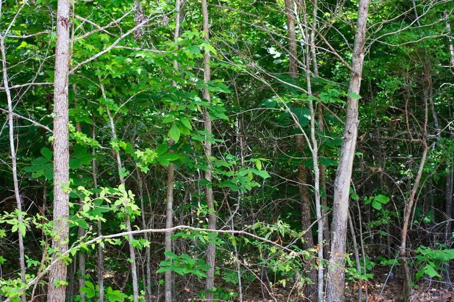 Bluebird Ranch Tract 8 photo 9