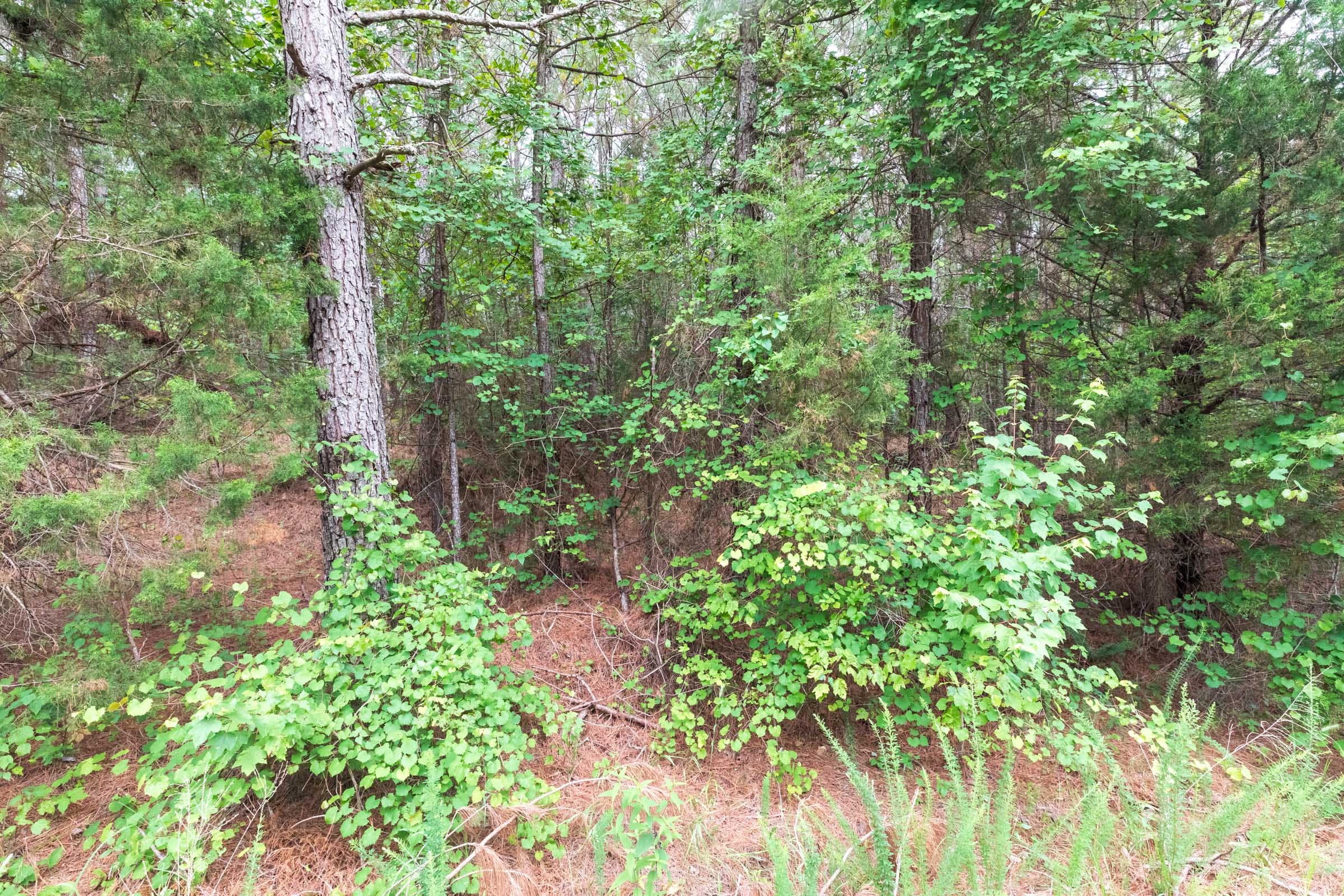Whiskey Ridge Tract 36 photo 2