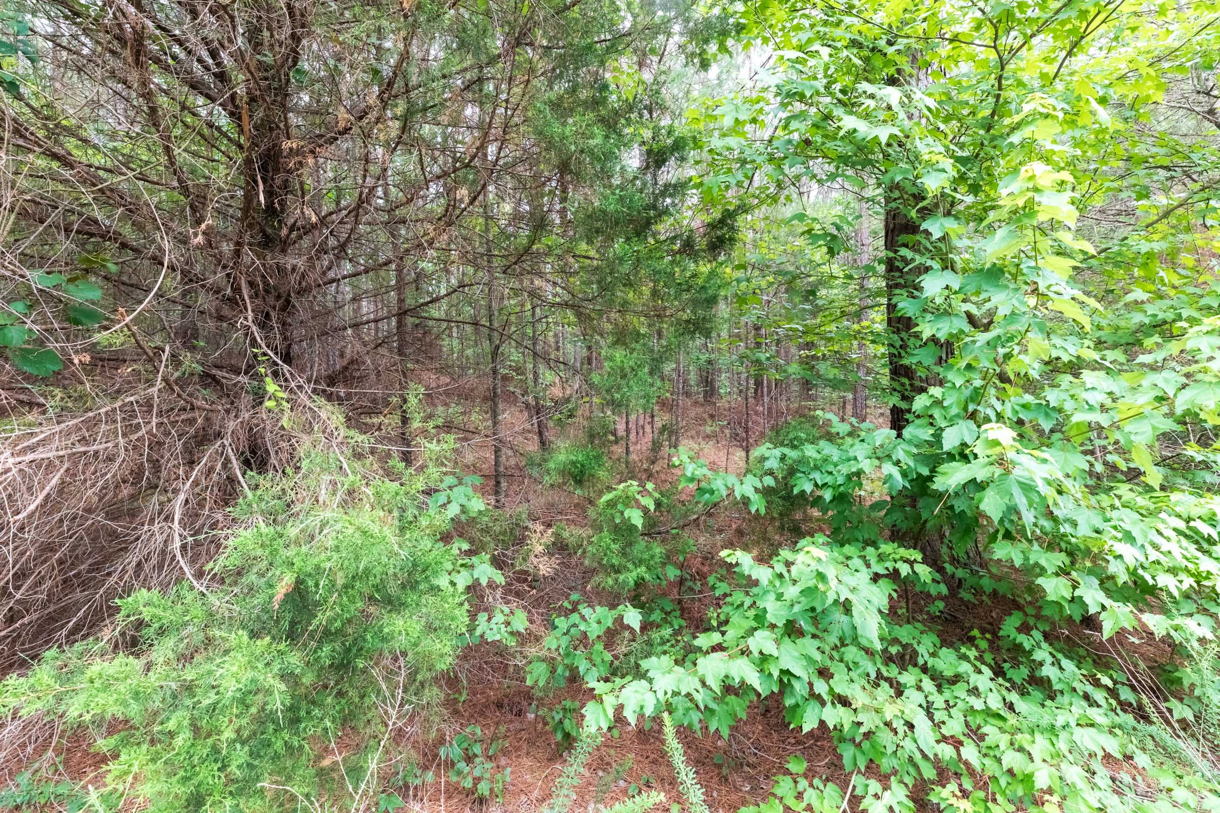 Whiskey Ridge Tract 36 photo 4