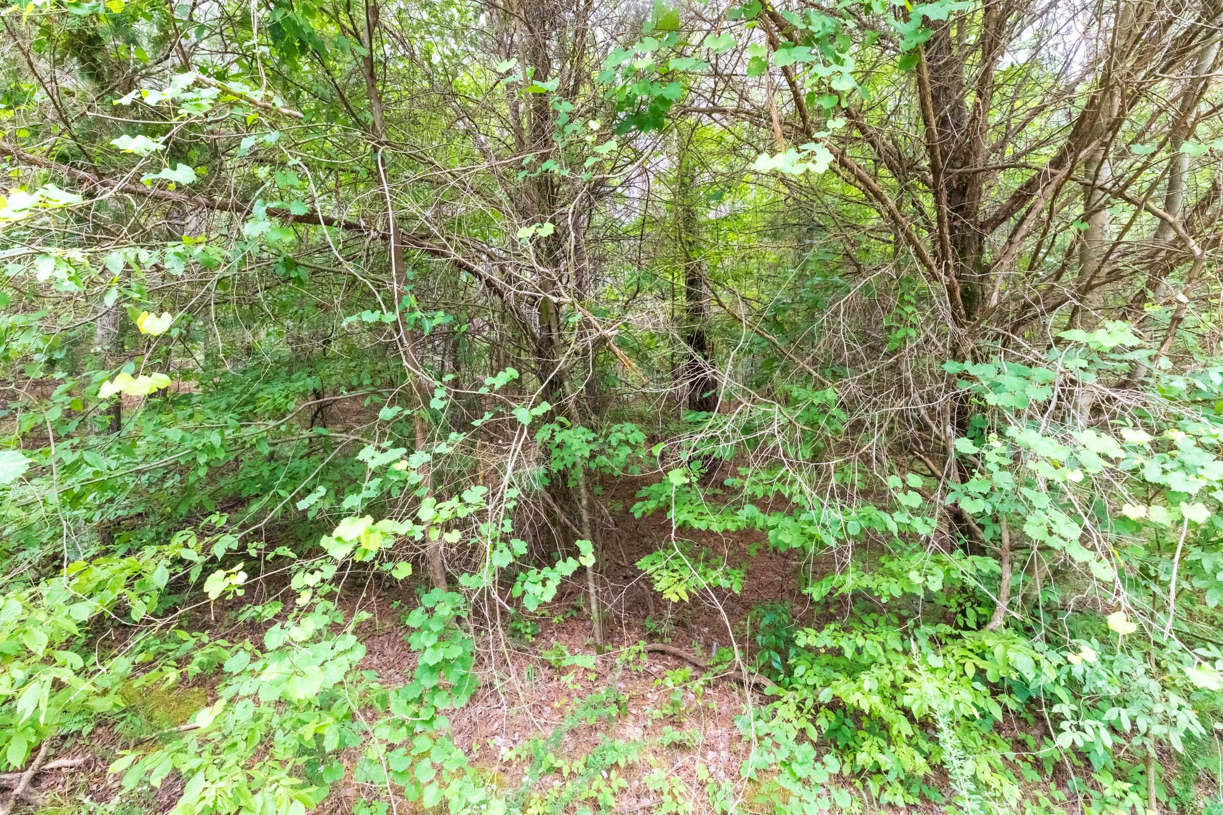 Whiskey Ridge Tract 36 photo 3