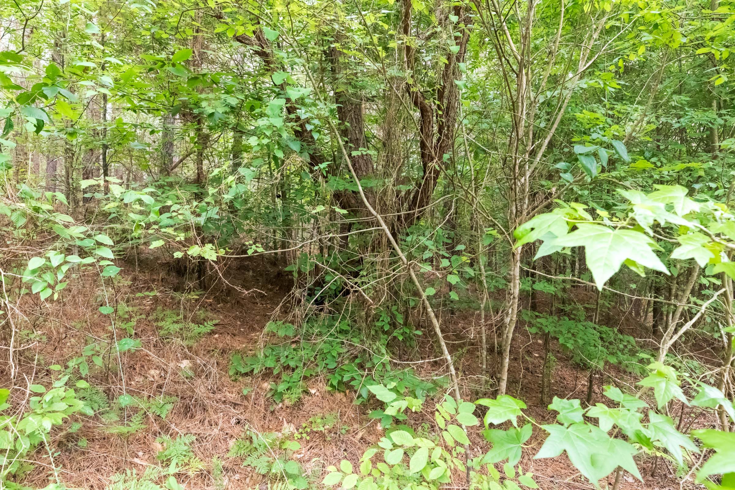 Whiskey Ridge Tract 36 photo 7