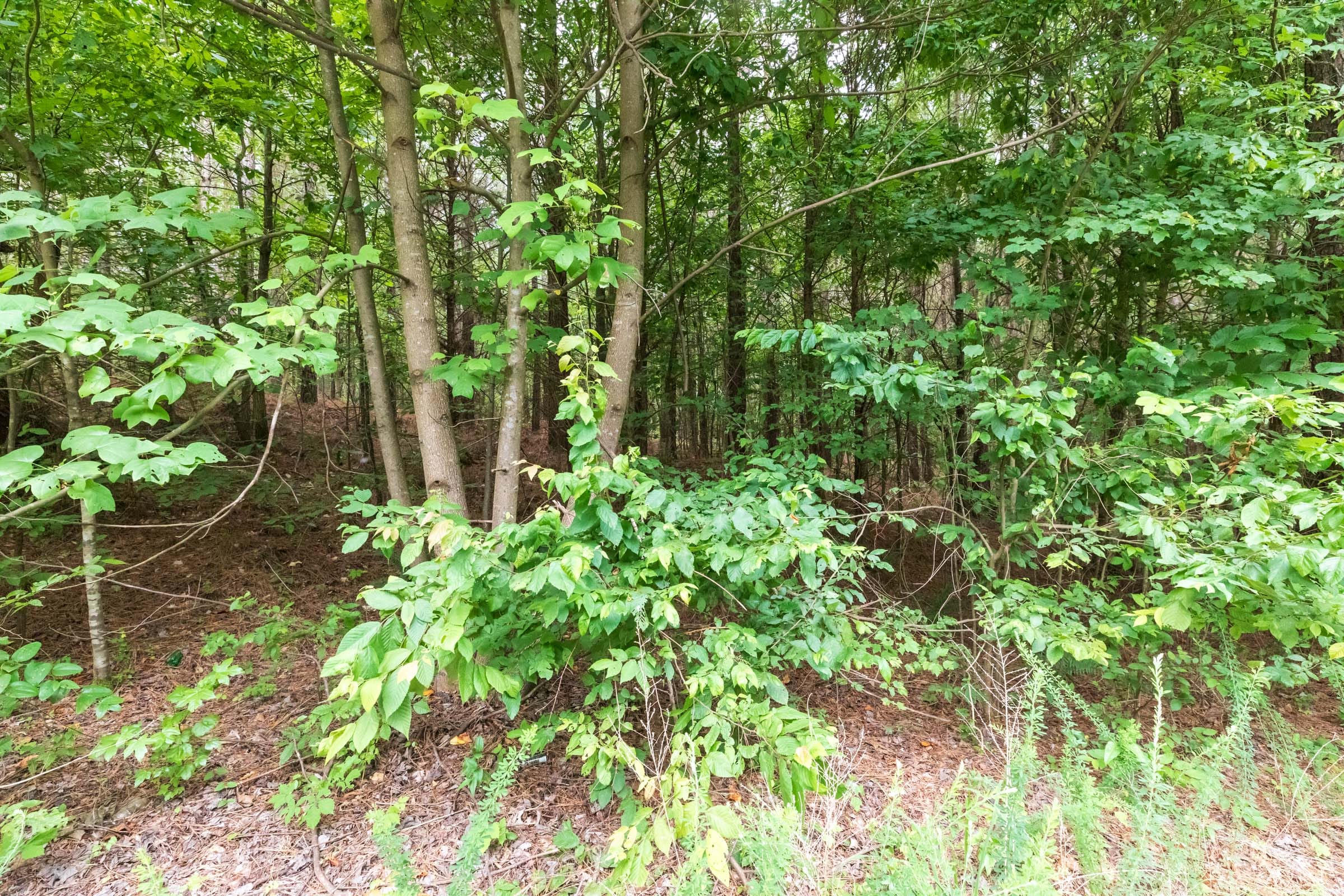Whiskey Ridge Tract 36 photo 6