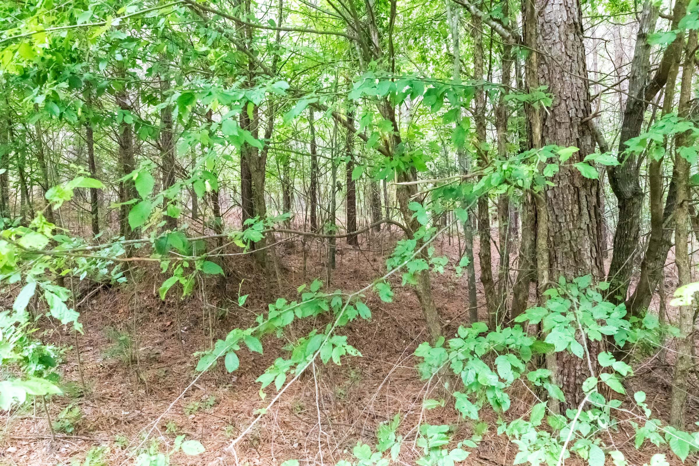 Whiskey Ridge Tract 36 photo 8