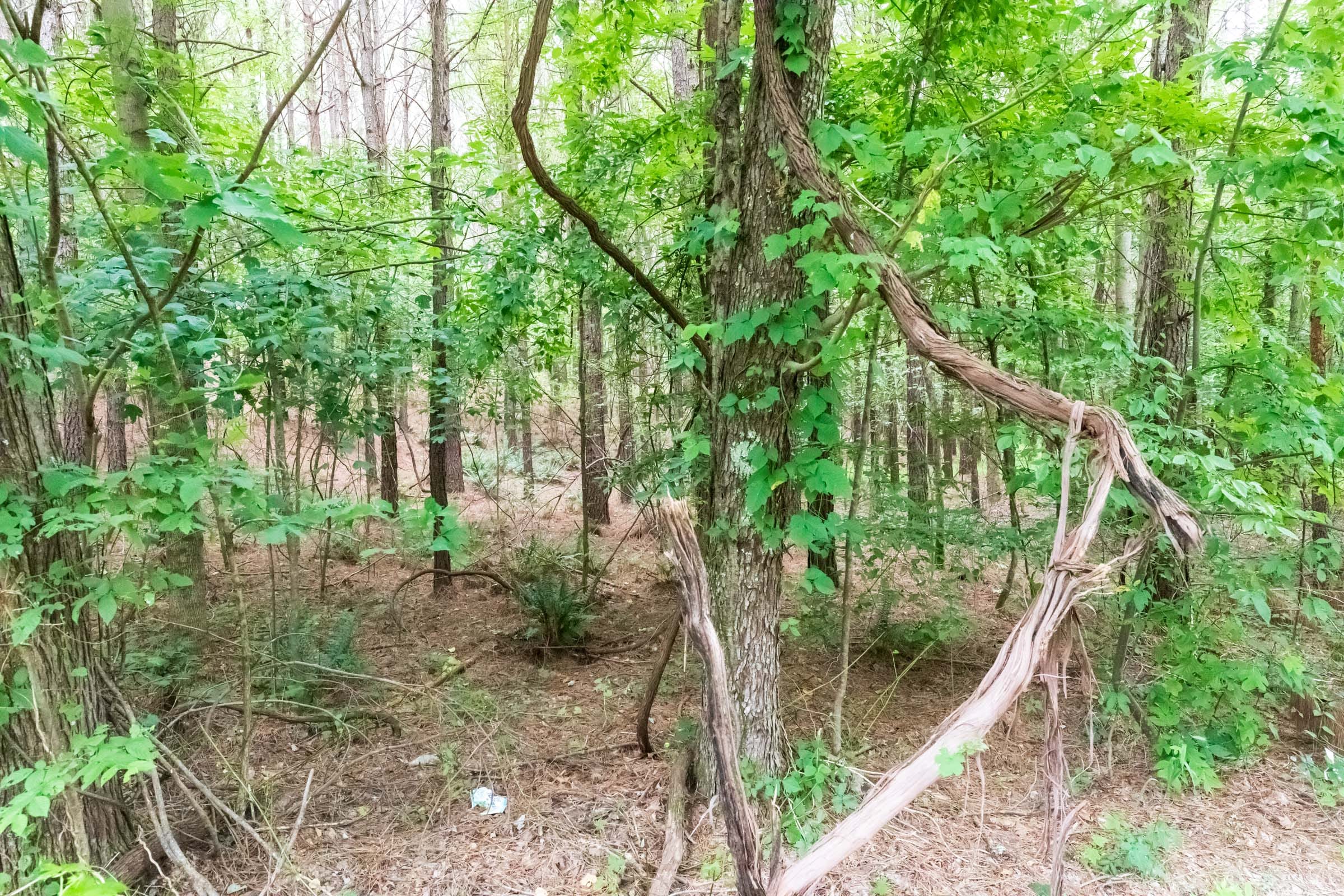 Whiskey Ridge Tract 36 photo 9