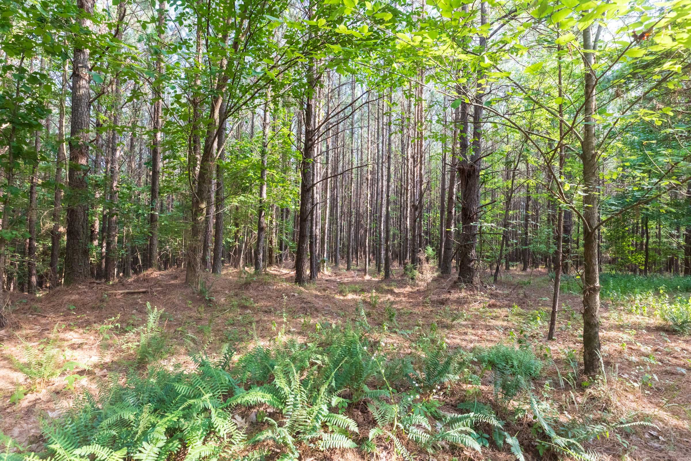 Whiskey Ridge Tract 59 photo 6