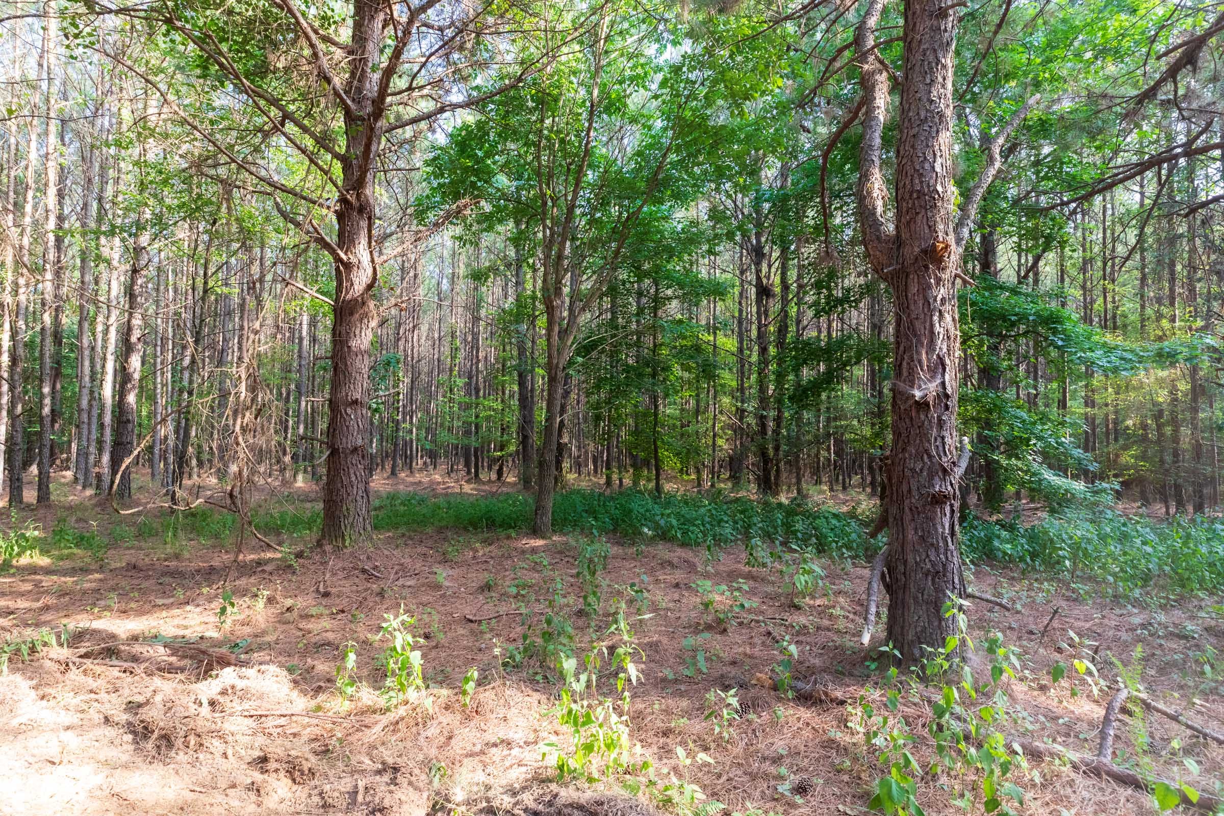 Whiskey Ridge Tract 59 photo 4