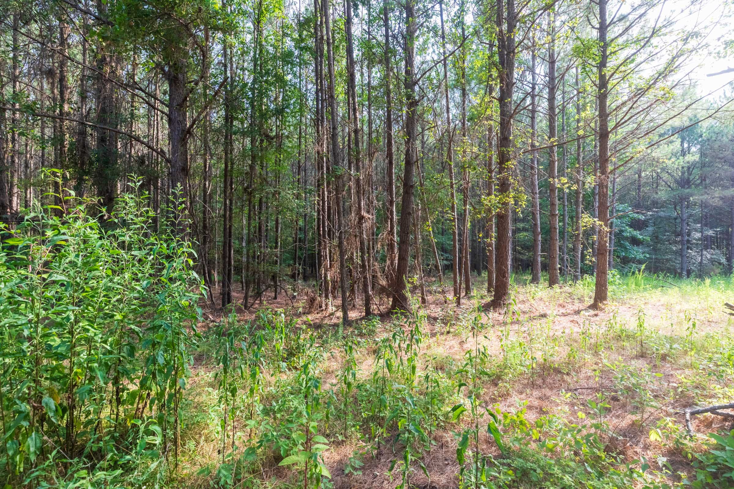 Whiskey Ridge Tract 59 photo 7