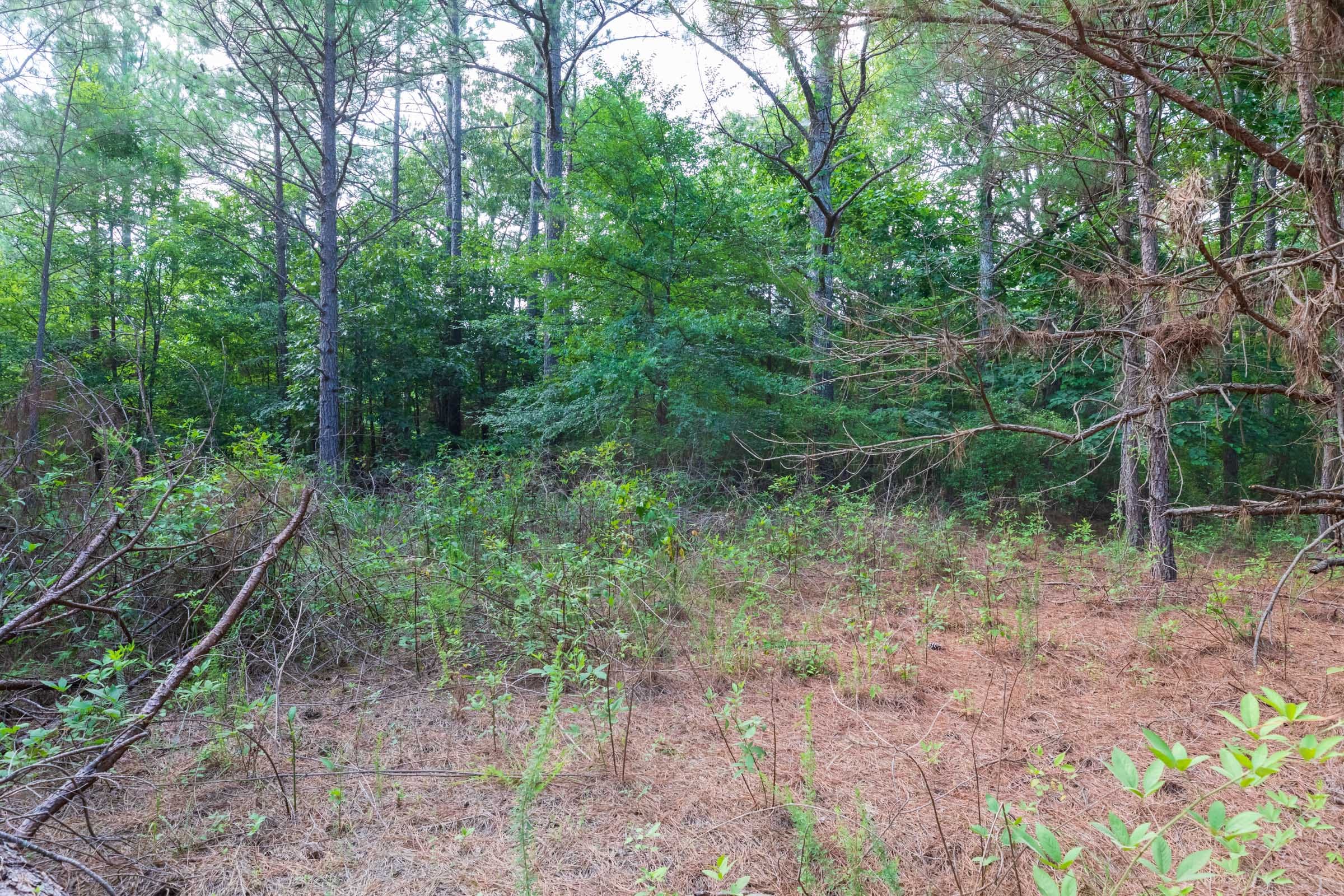 Whiskey Ridge Tract 59 photo 5