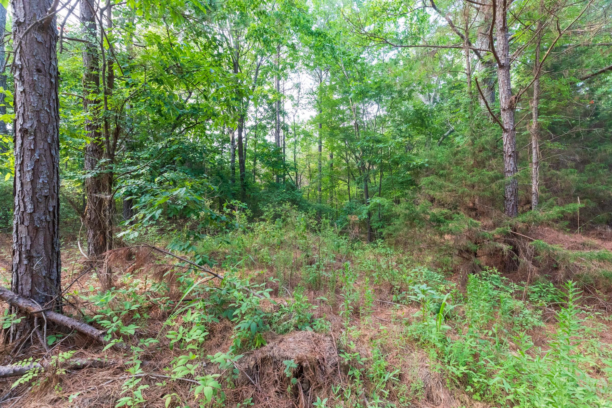 Whiskey Ridge Tract 59 photo 8