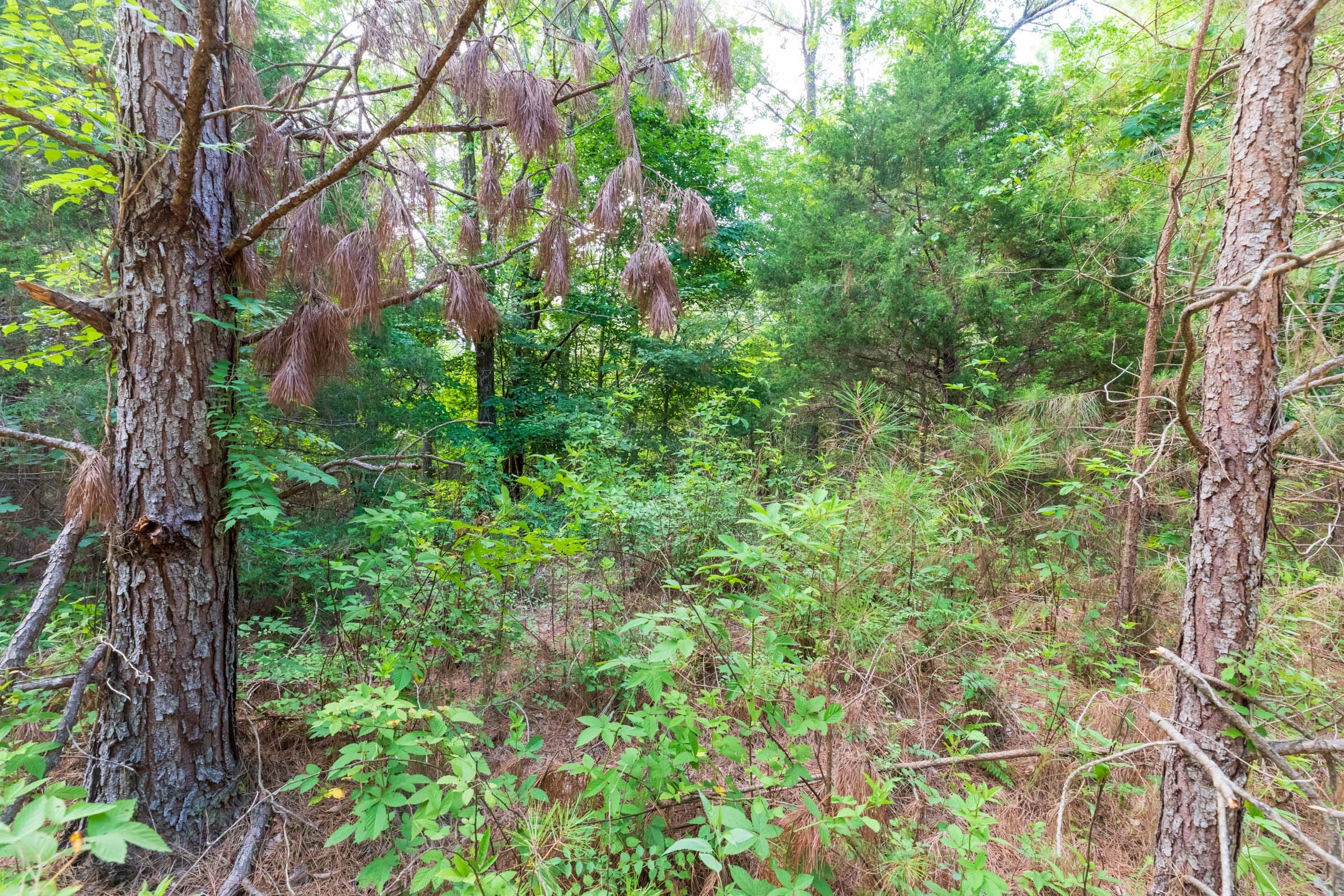 Whiskey Ridge Tract 59 photo 11