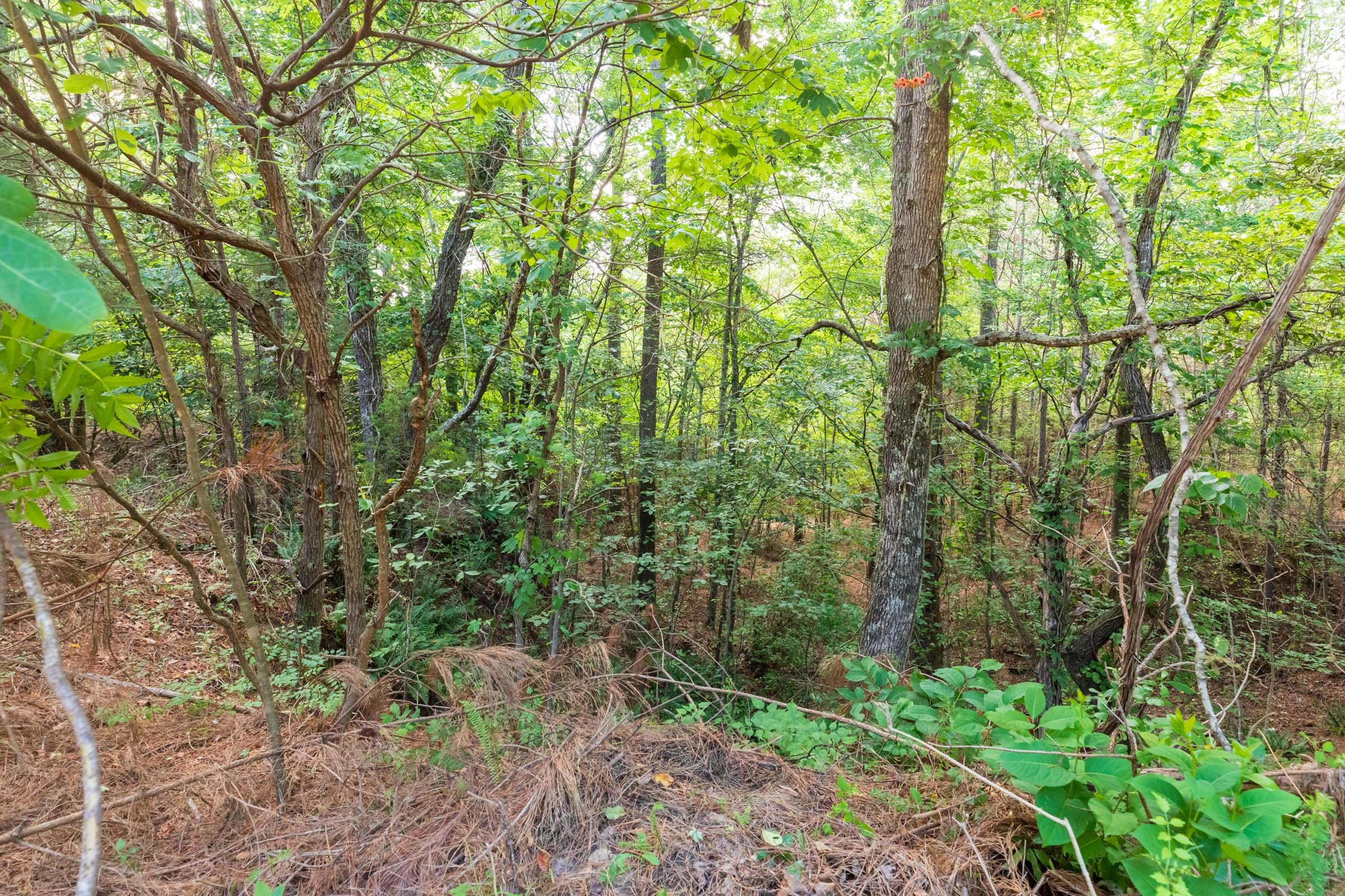 Whiskey Ridge Tract 59 photo 12