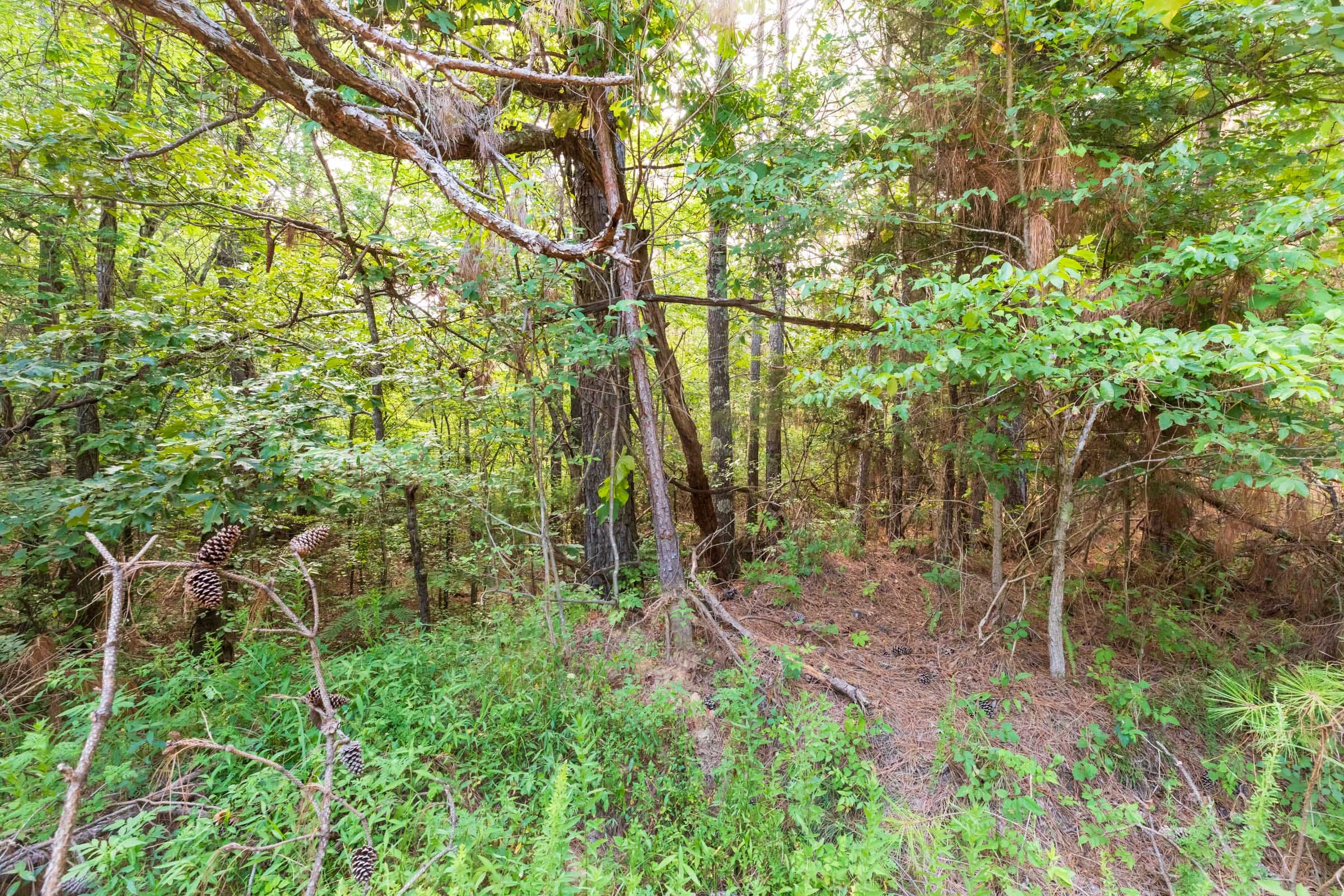 Whiskey Ridge Tract 59 photo 13