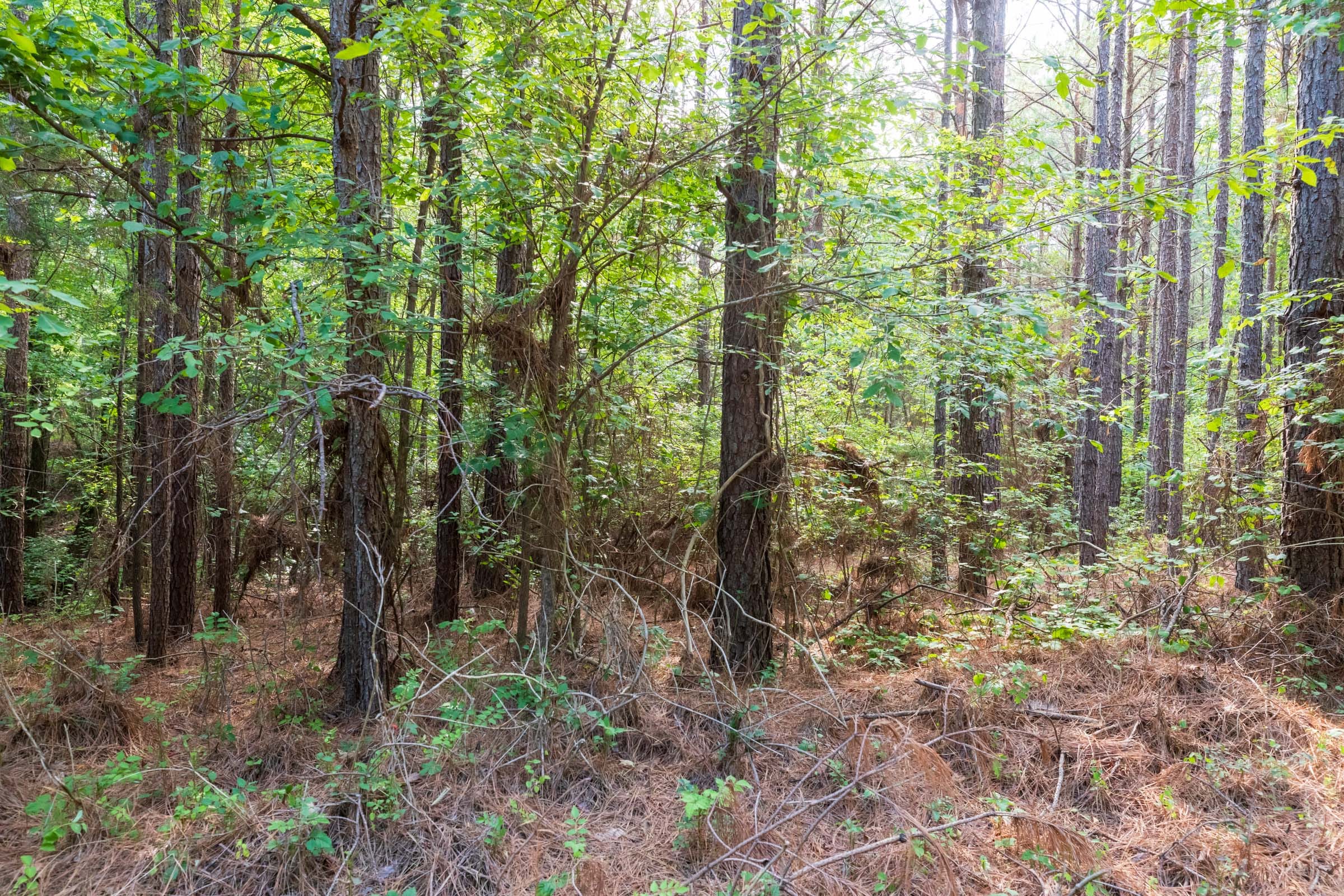 Whiskey Ridge Tract 59 photo 14