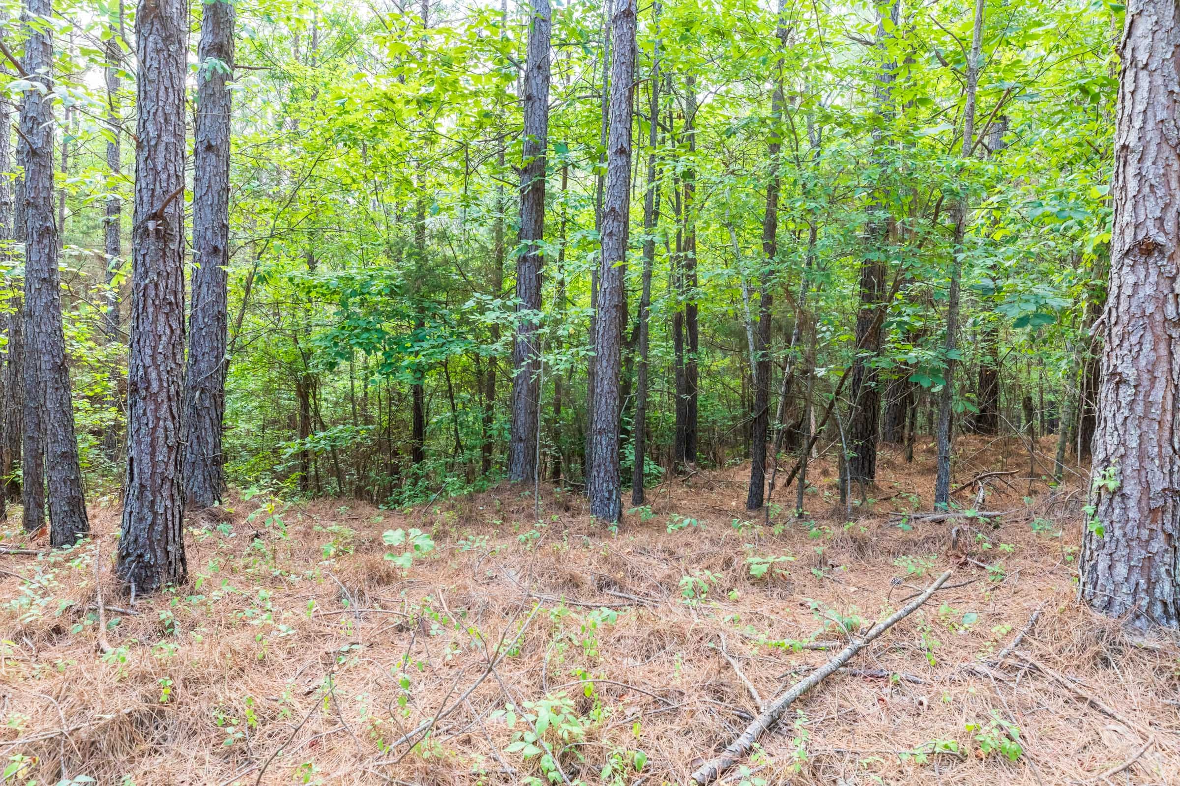 Whiskey Ridge Tract 59 photo 9