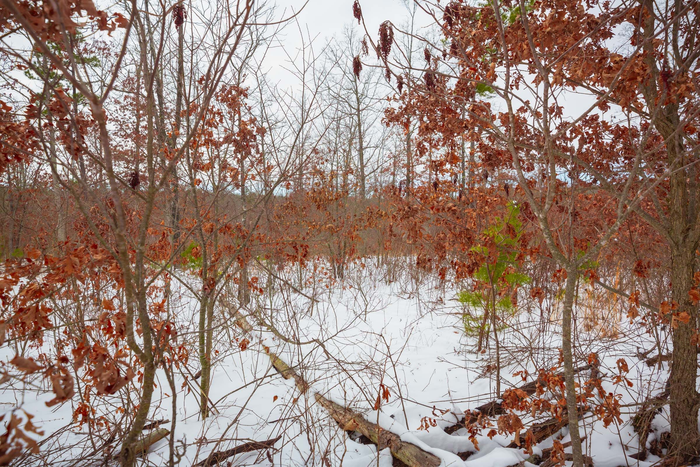 Sleepy Hollow Phase I Tract 15 photo 12