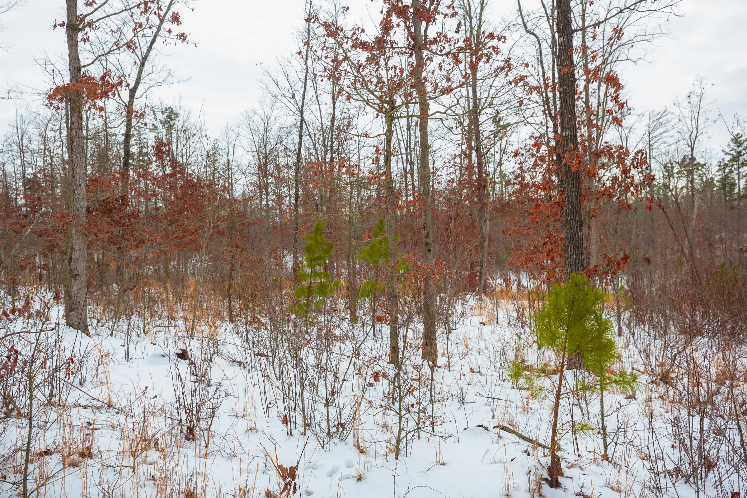 Sleepy Hollow Phase I Tract 15 photo 11
