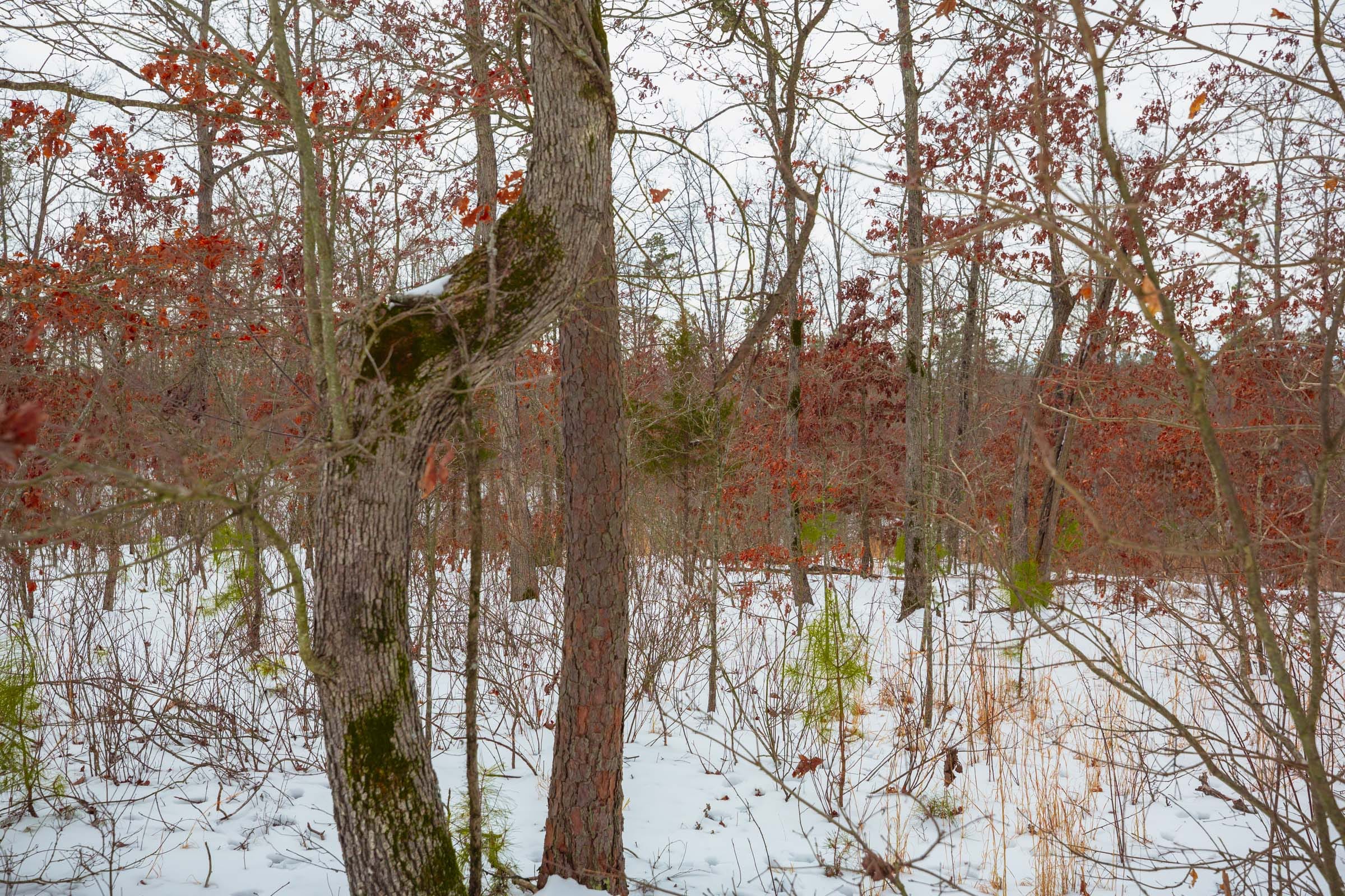 Sleepy Hollow Phase I Tract 15 photo 8