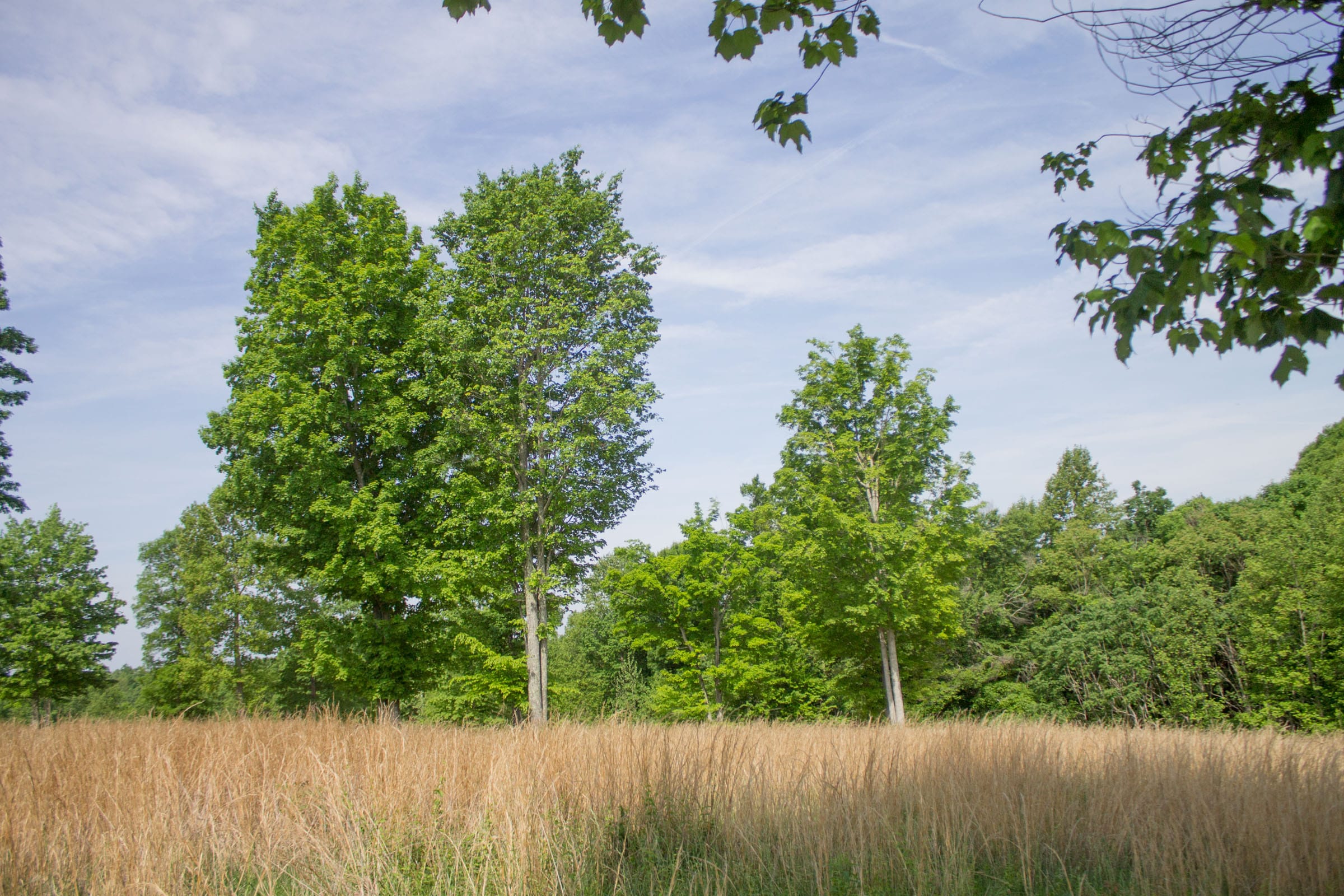 Laurel Ridge Tract 13 photo 3