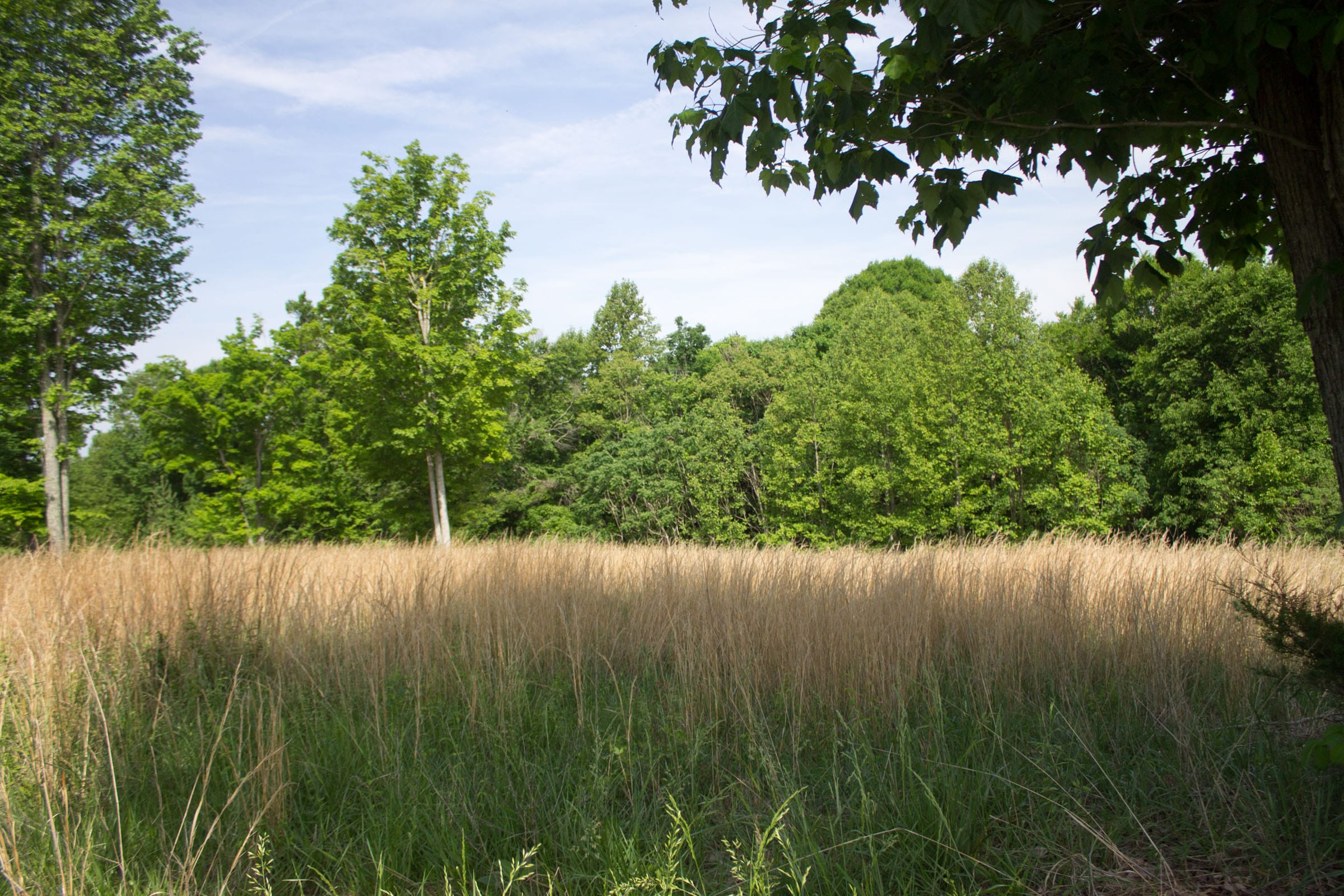 Laurel Ridge Tract 13 photo 4