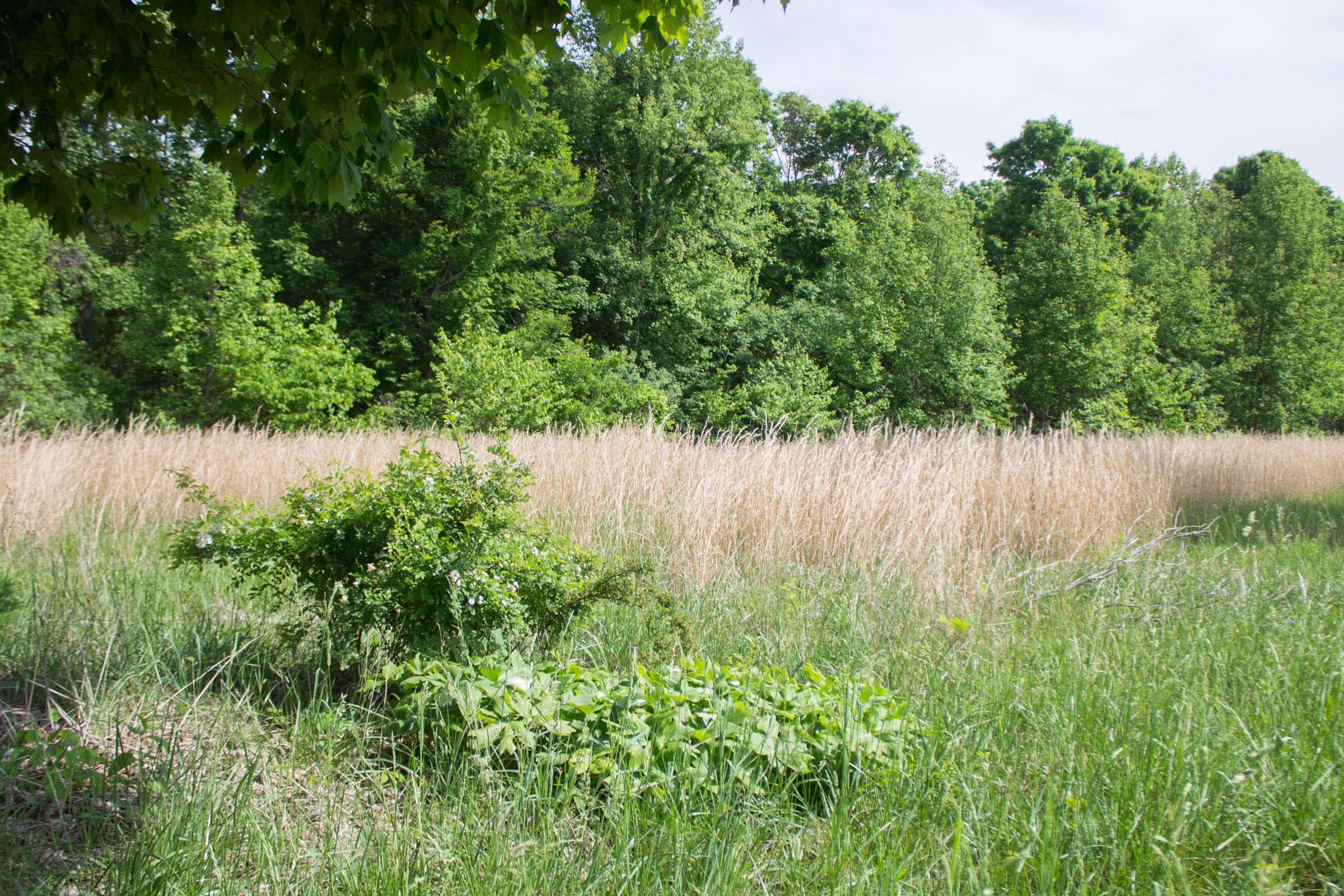 Laurel Ridge Tract 13 photo 5