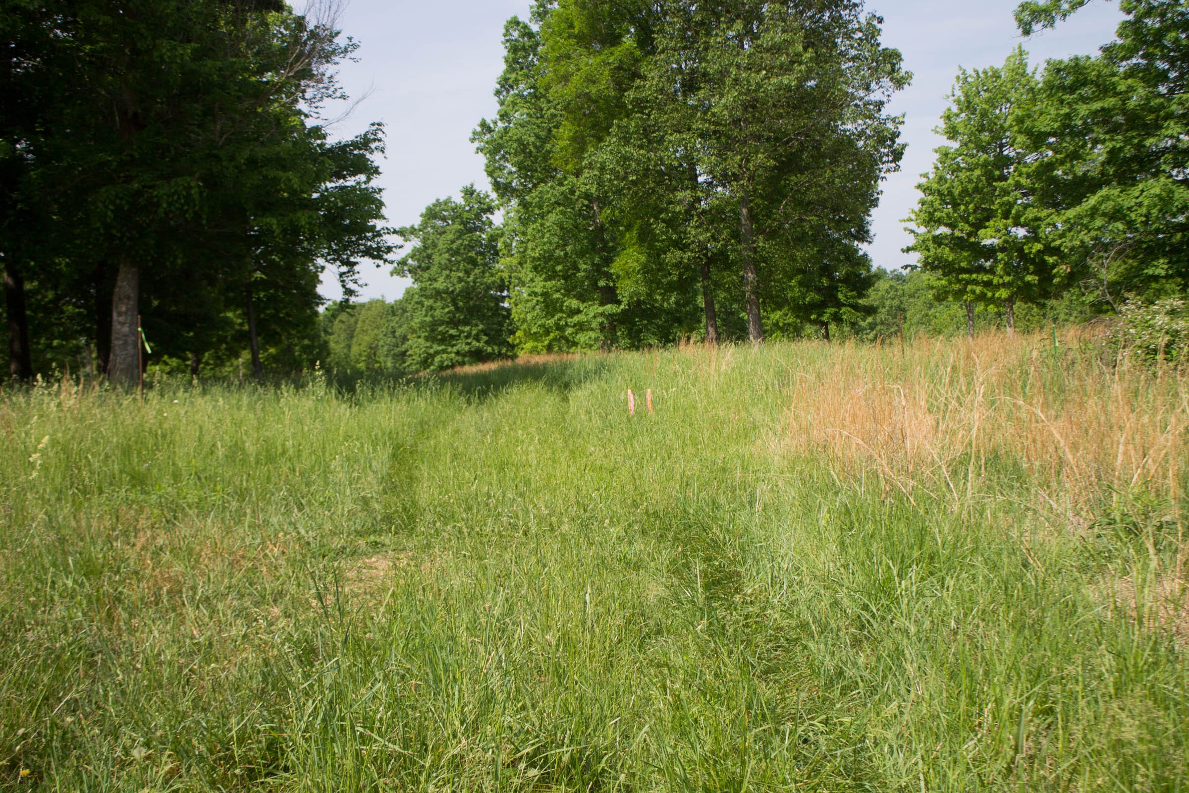 Laurel Ridge Tract 13 photo 6