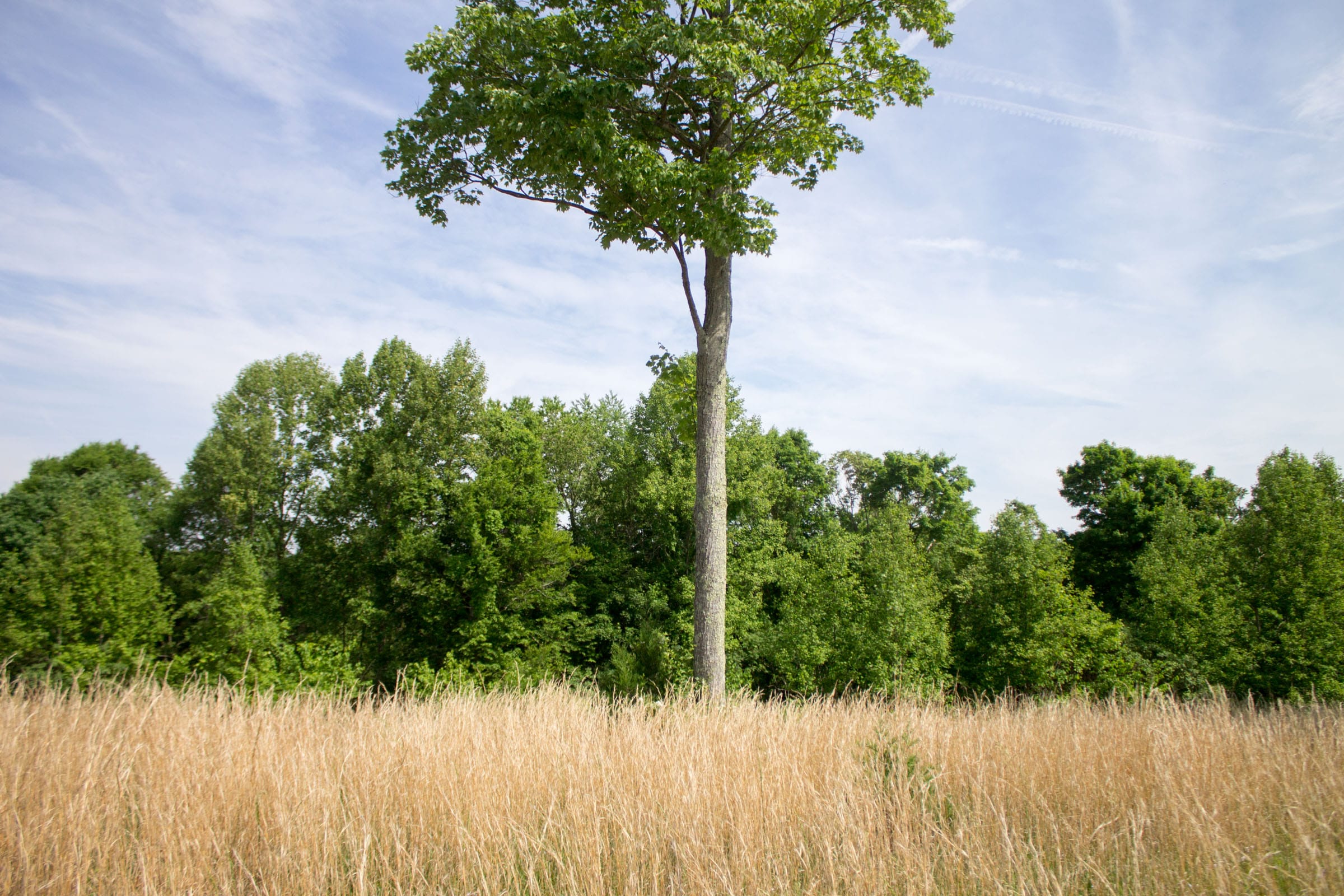 Laurel Ridge Tract 13 photo 8