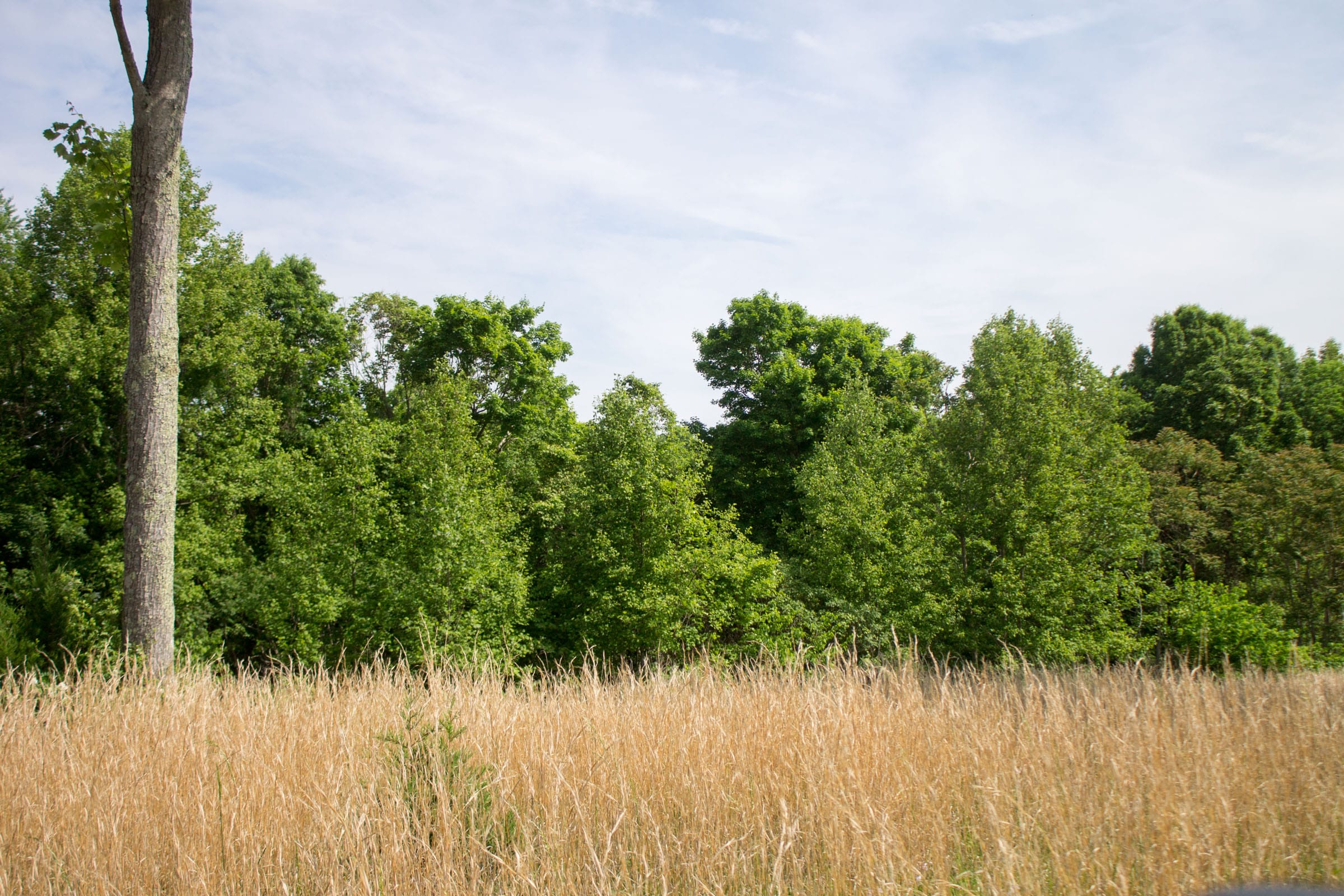 Laurel Ridge Tract 13 photo 9