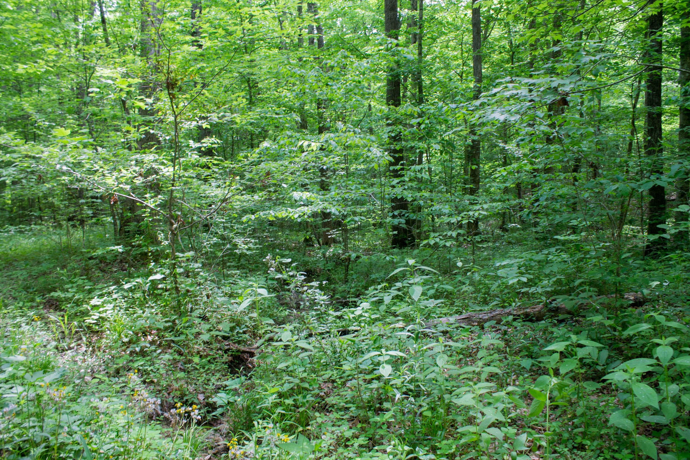 Laurel Ridge Tract 13 photo 10