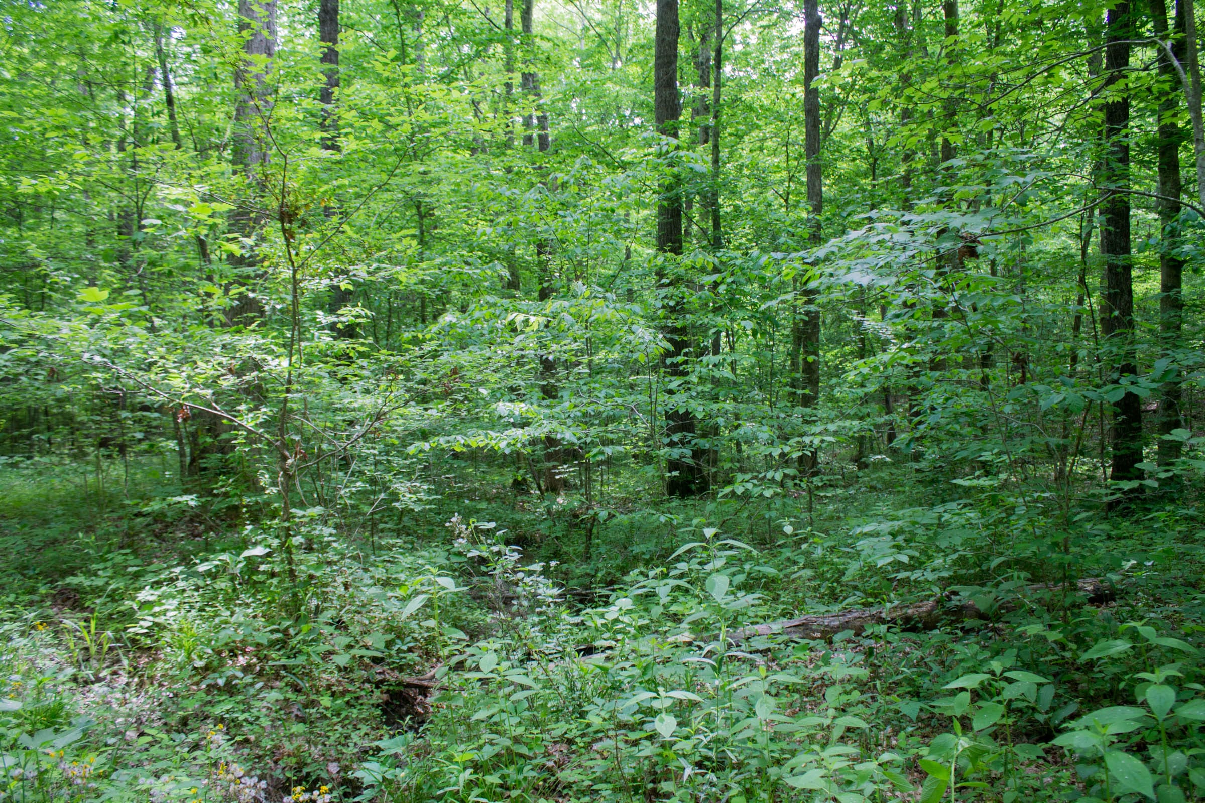 Laurel Ridge Tract 13 photo 11