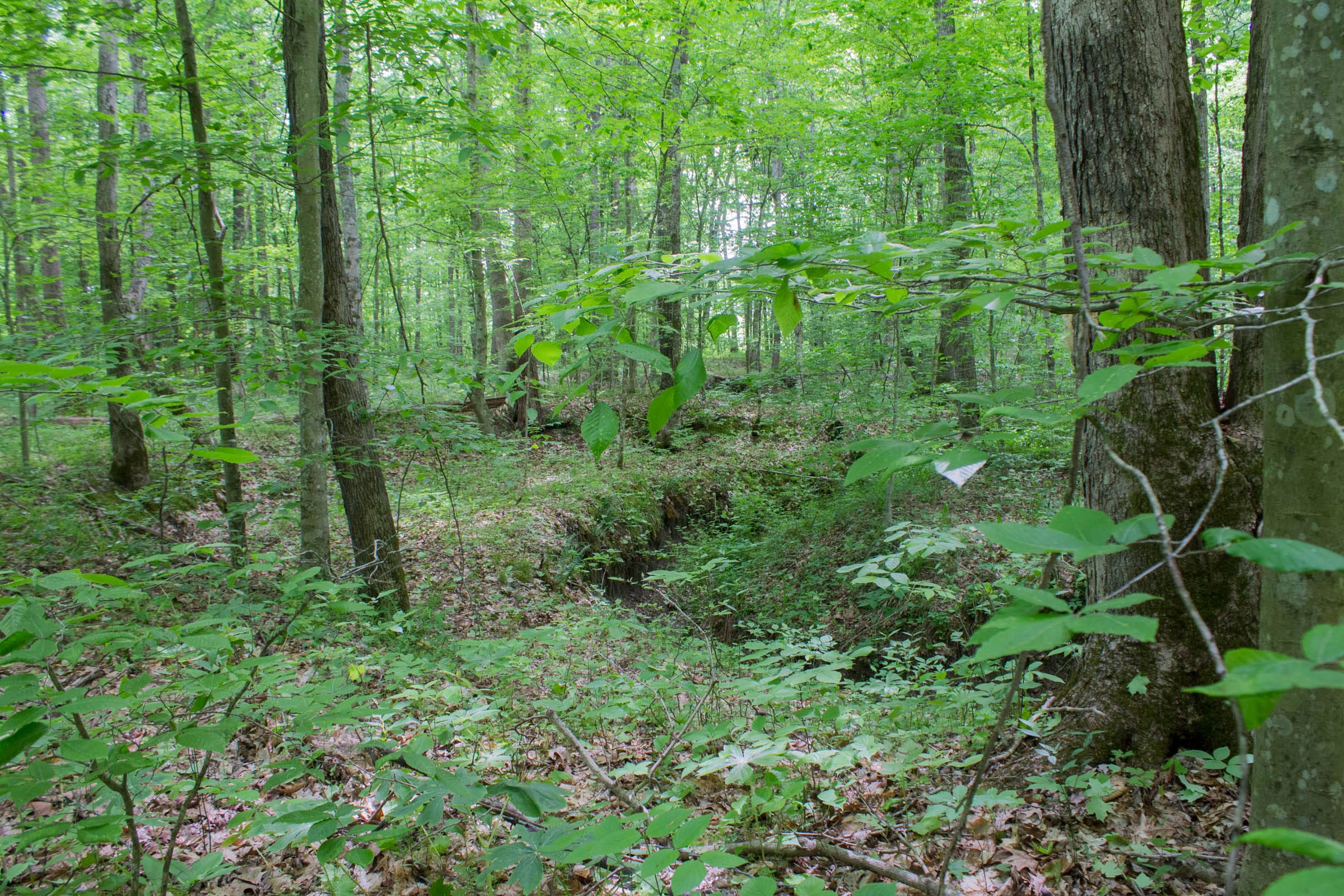Laurel Ridge Tract 13 photo 12
