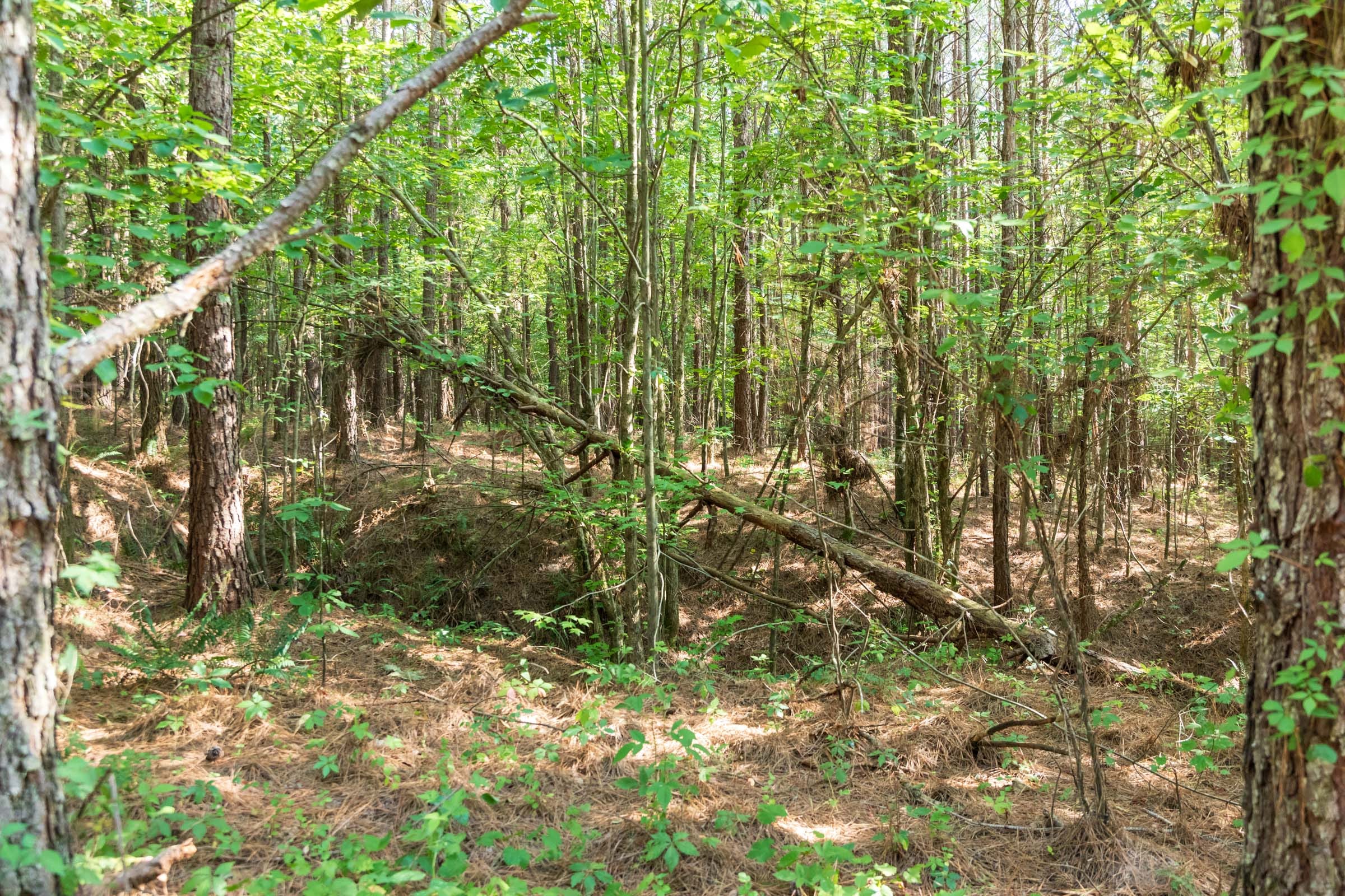 Whiskey Ridge Tract 63 photo 2