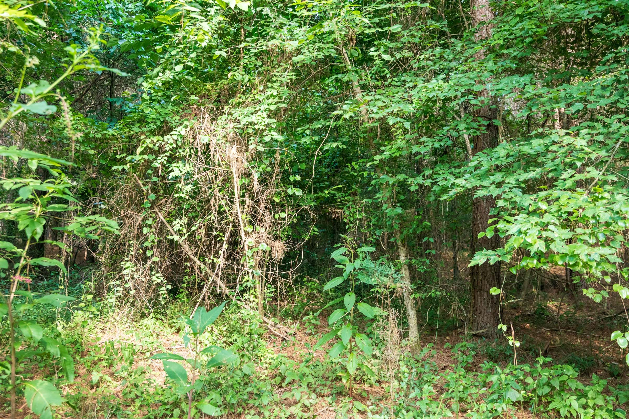 Whiskey Ridge Tract 63 photo 11