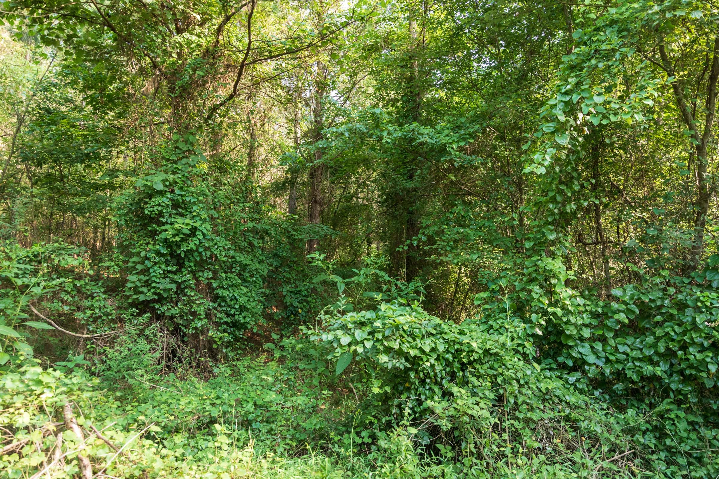 Whiskey Ridge Tract 63 photo 10