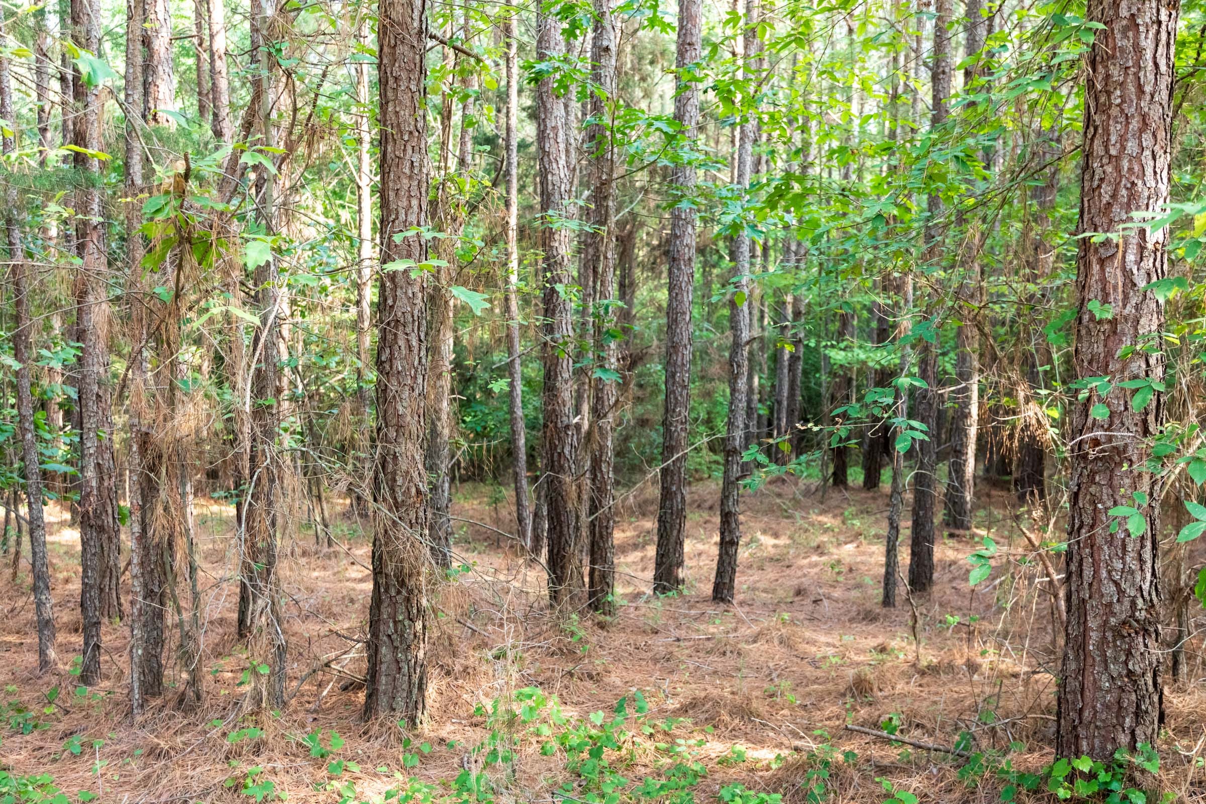 Whiskey Ridge Tract 63 photo 7