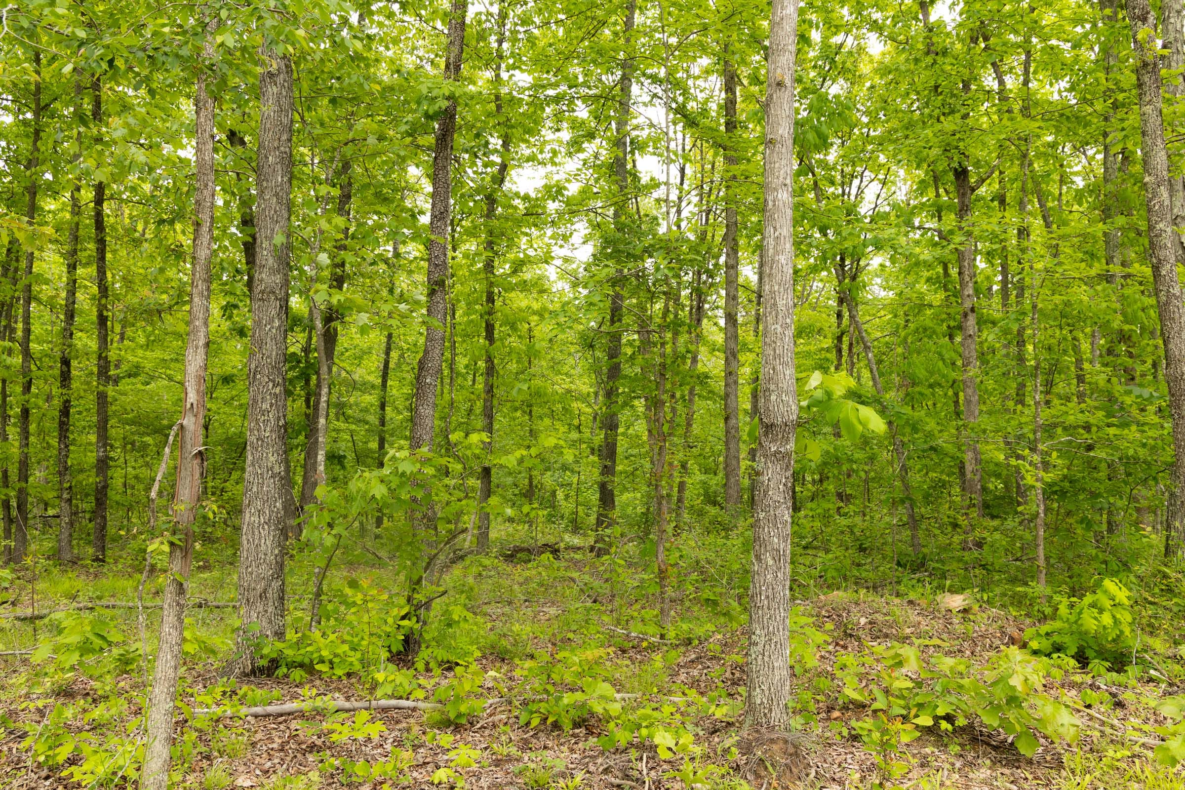 Stardust Estates Tract 16 photo 10